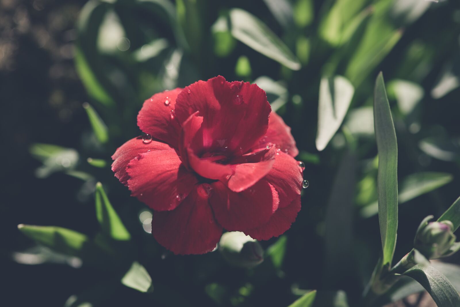 Nikon D750 sample photo. Flower, carnation, red photography