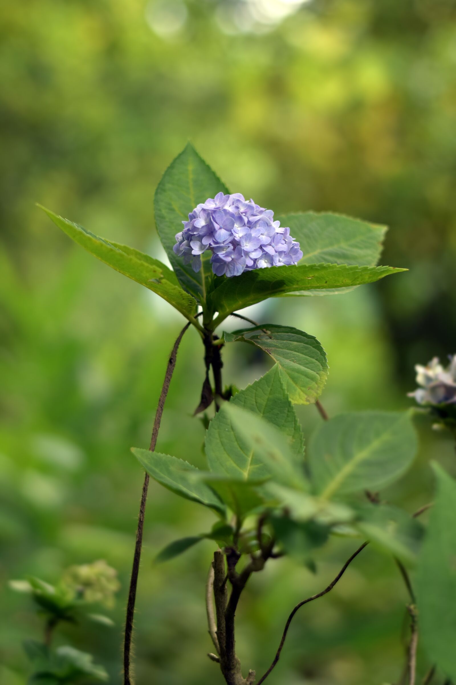 Nikon D3300 sample photo. Flower, garden, nature photography