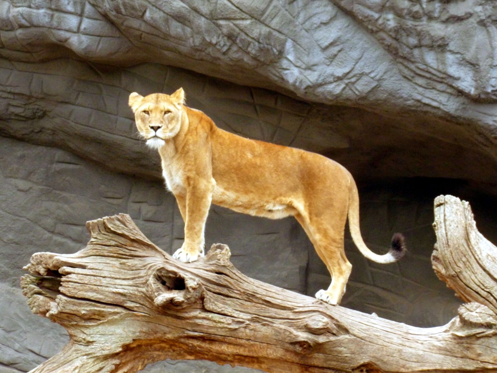 Panasonic DMC-FS37 sample photo. Lioness, lion, big cat photography