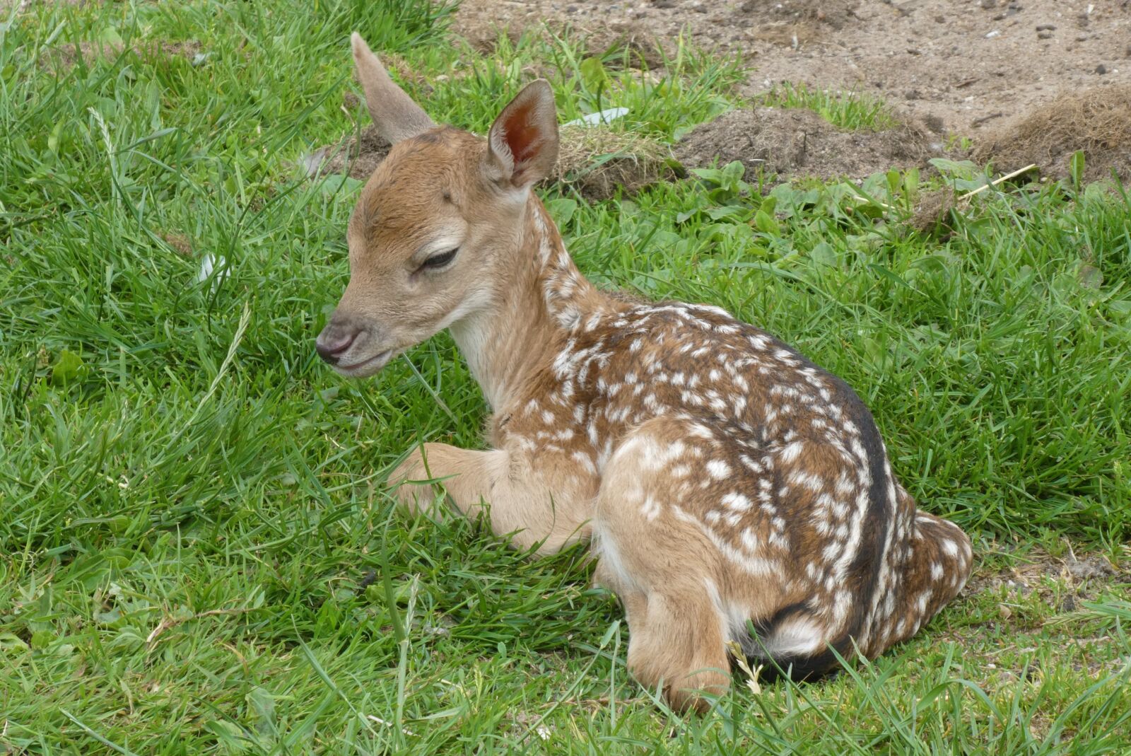 Panasonic Lumix DC-ZS70 (Lumix DC-TZ90) sample photo. Fallow deer, young animal photography