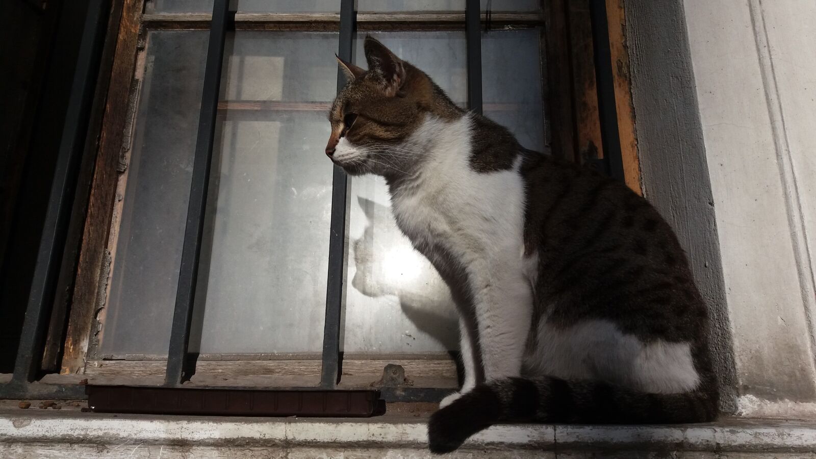 Samsung Galaxy J5 sample photo. Animals, cats, felines photography