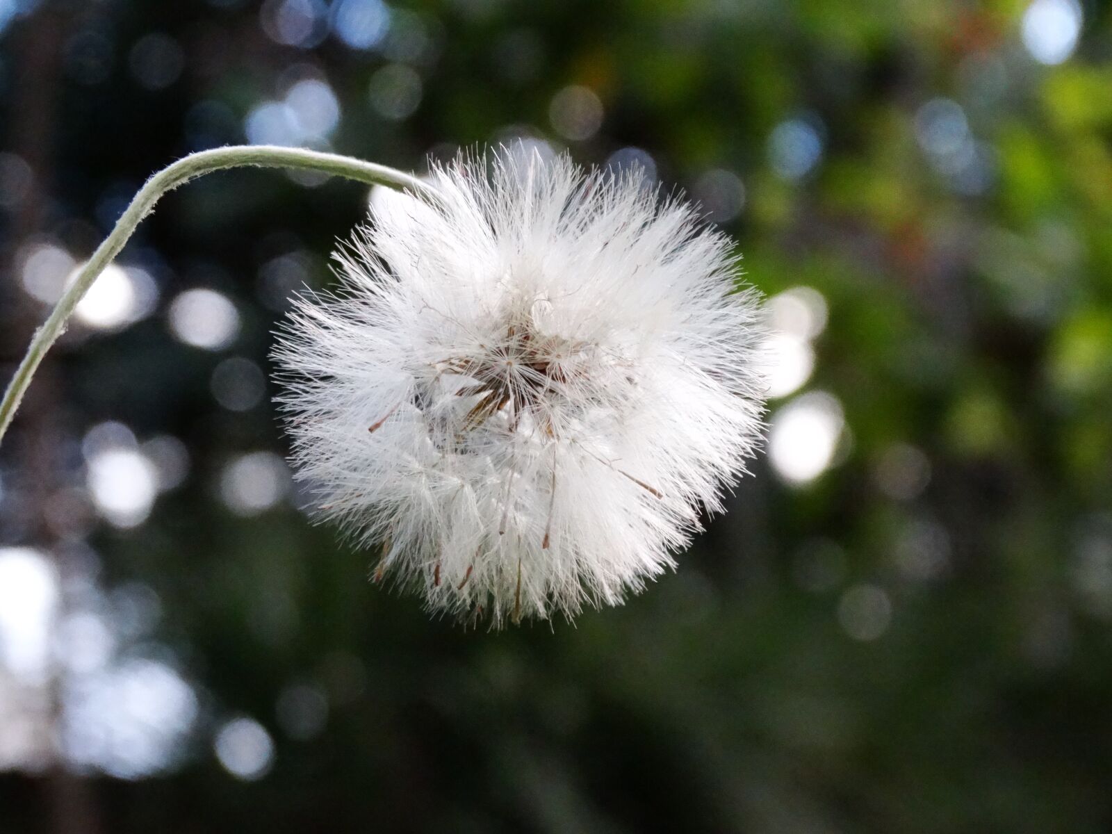 Sony Cyber-shot DSC-HX300 sample photo. Flower, landscape, nature photography