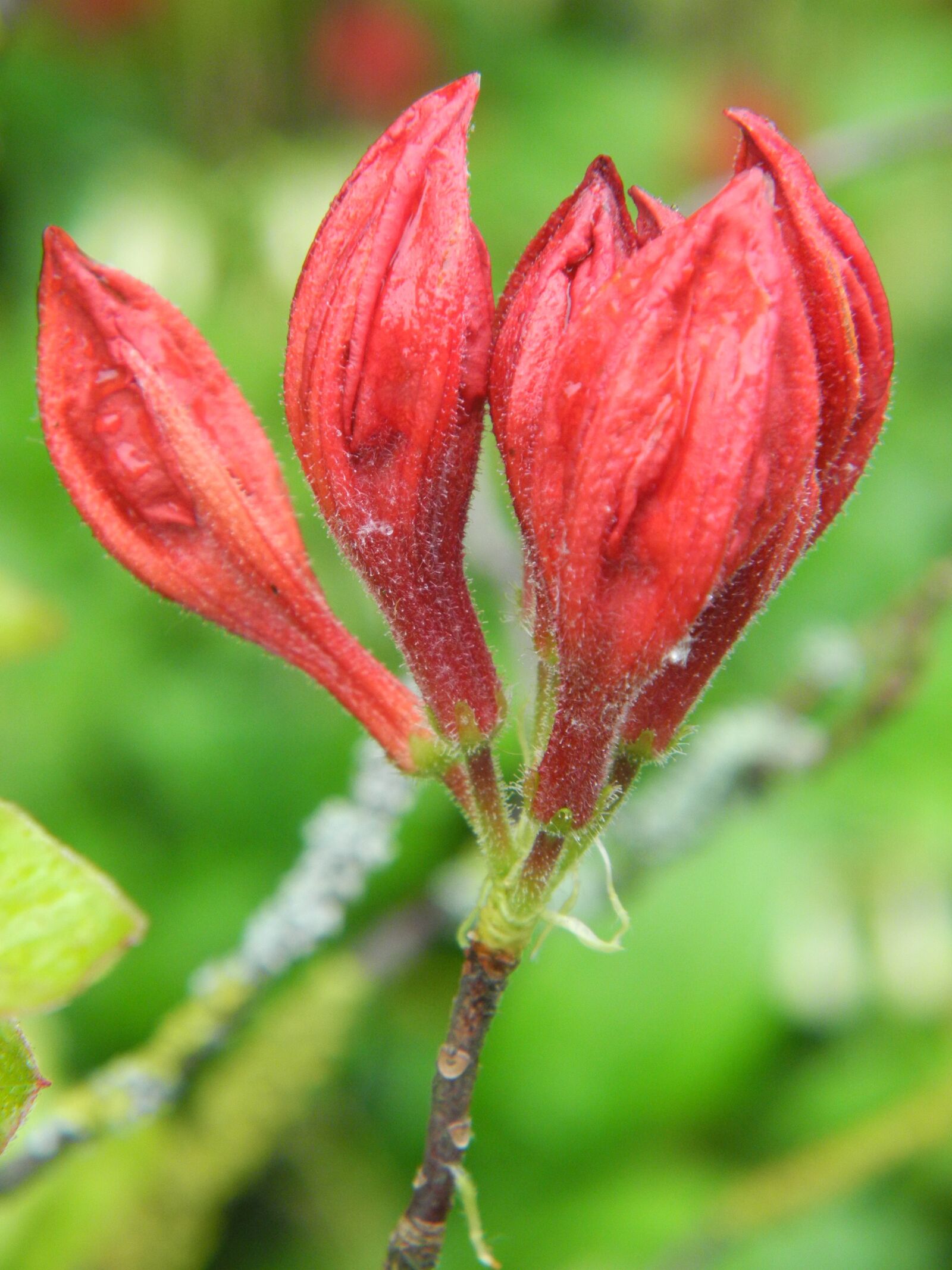 Nikon Coolpix P7000 sample photo. Rhododendron, bud, red photography