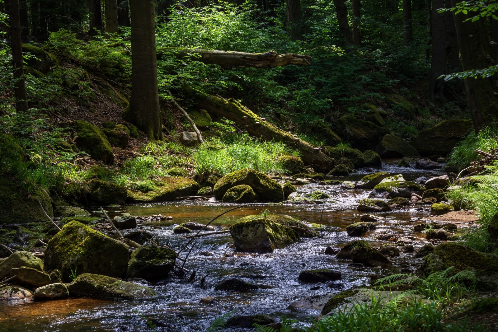 Nikon D7200 sample photo. Moss, nature, waters photography
