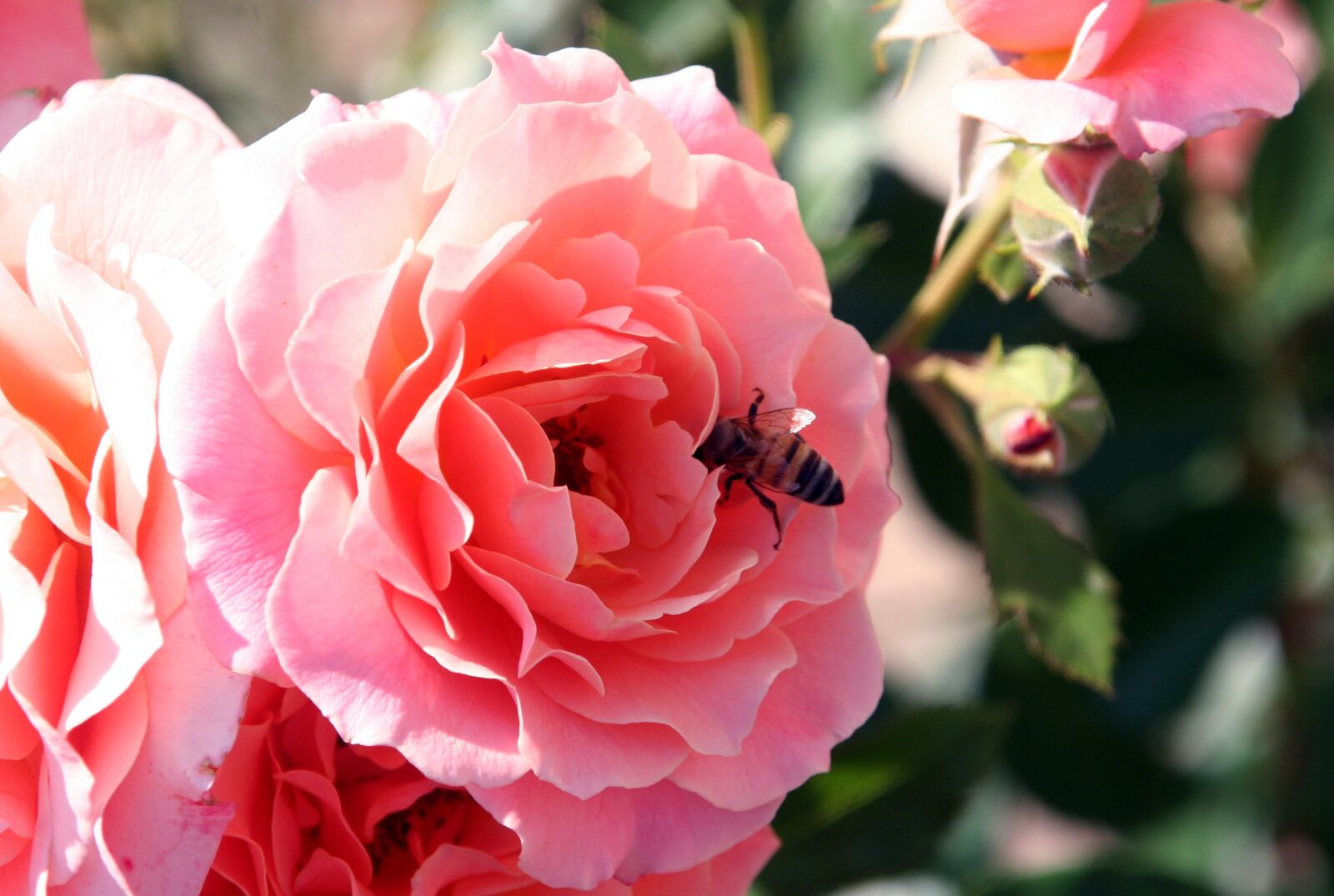 Canon EOS 350D (EOS Digital Rebel XT / EOS Kiss Digital N) sample photo. Flower, pink, bee photography