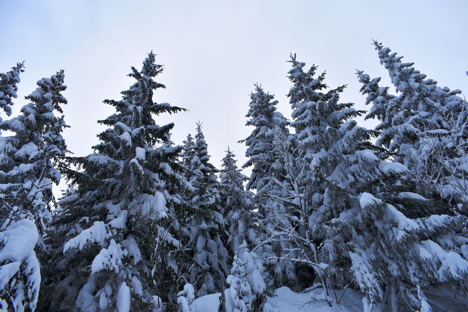 Nikon D3400 sample photo. Winter, snow, white photography
