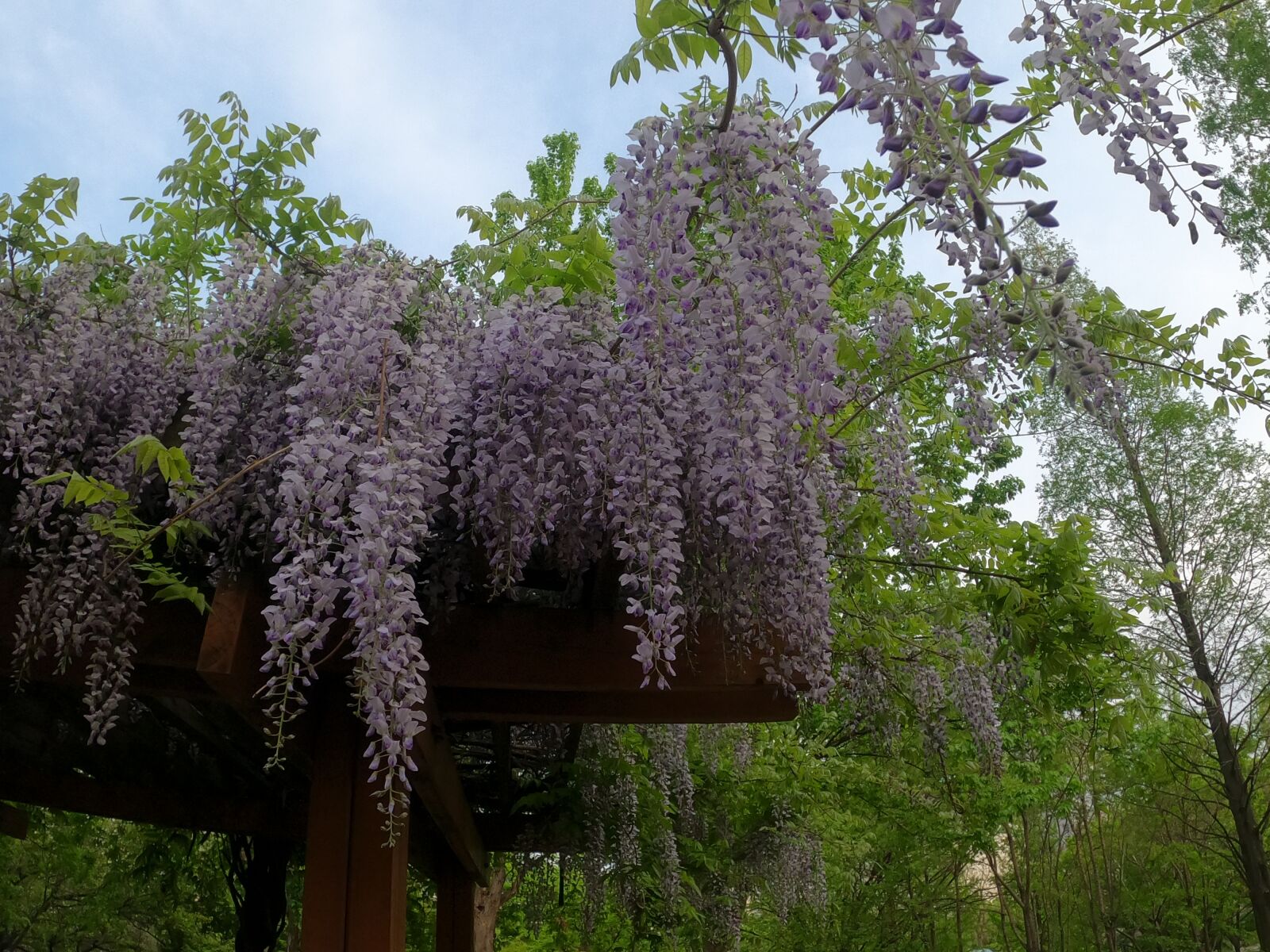 GoPro Hero8 Black sample photo. Rattan flower, flower, purple photography
