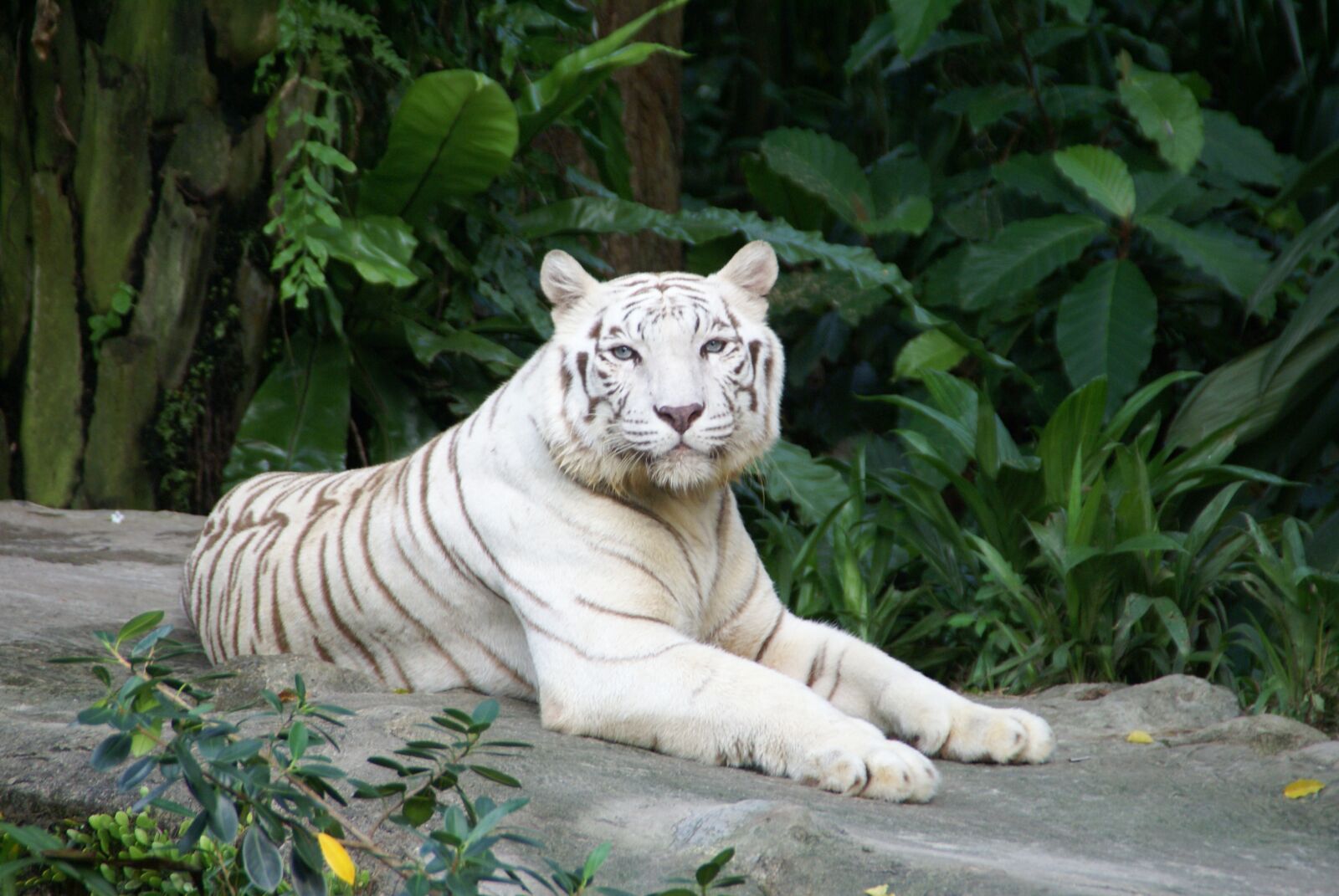 Sony Alpha DSLR-A100 sample photo. Animal, tiger, white tiger photography