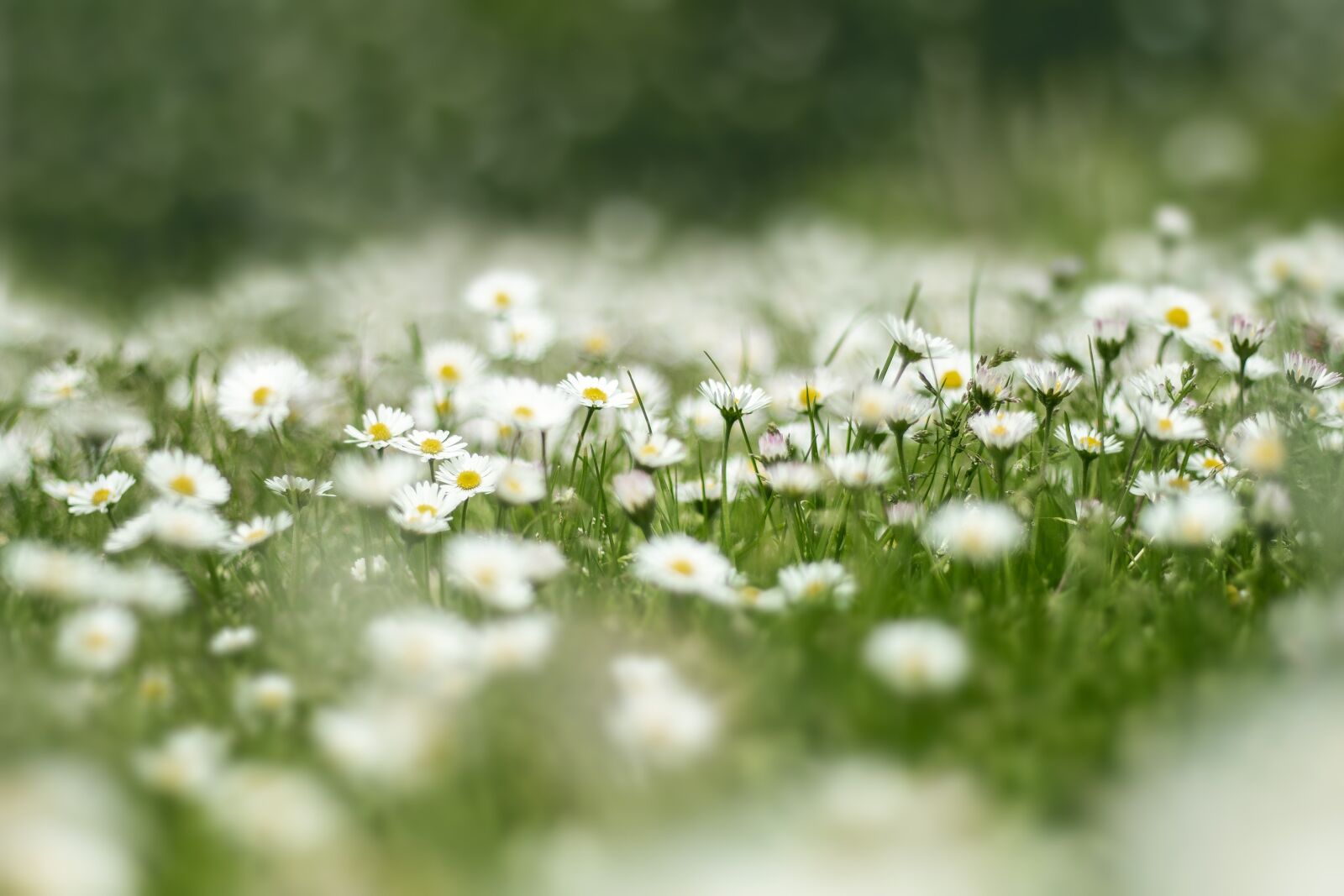 Canon EOS 70D + Canon EF 50mm F1.8 II sample photo. Flower meadow, daisy, nature photography