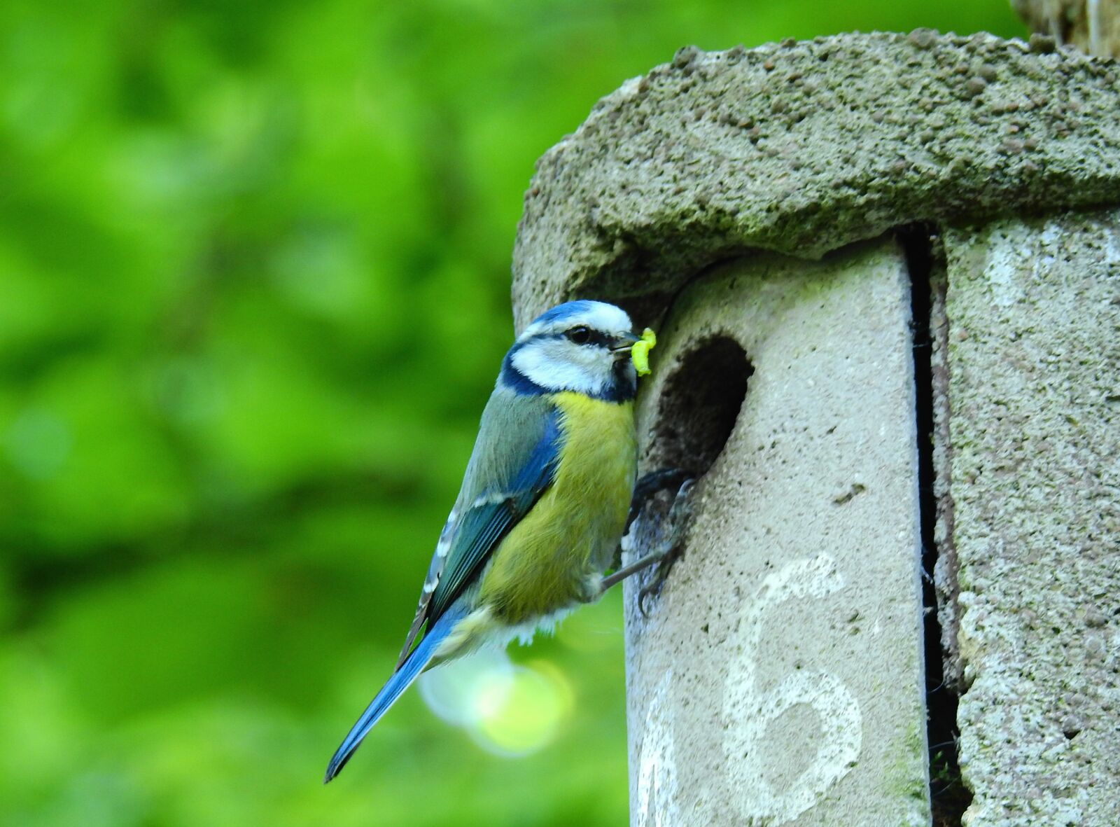 Nikon Coolpix P900 sample photo. Great tit, songbird, bird photography