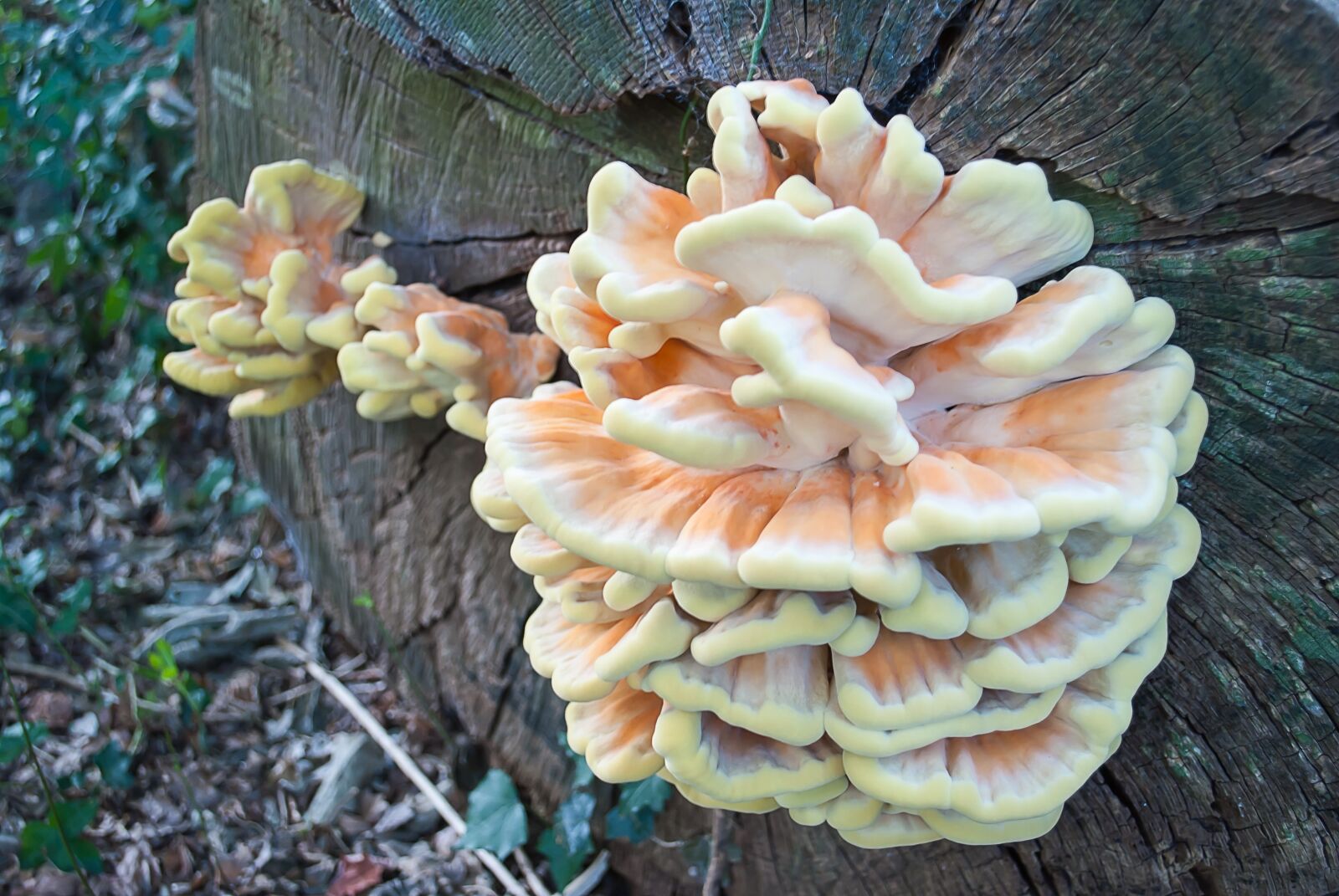Nikon D3000 sample photo. Agaric, nature, fungi photography