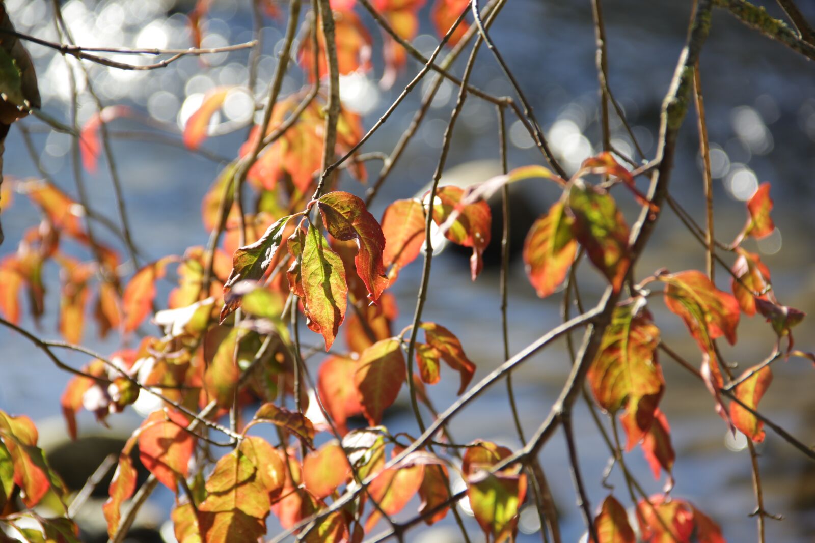 Canon EOS 60D sample photo. Fall leaves, light, shadow photography