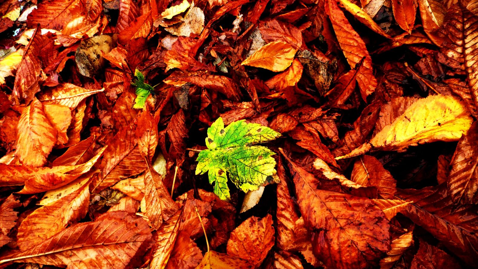 Panasonic DMC-TZ3 sample photo. Autumn, autumnal, backdrop, environment photography