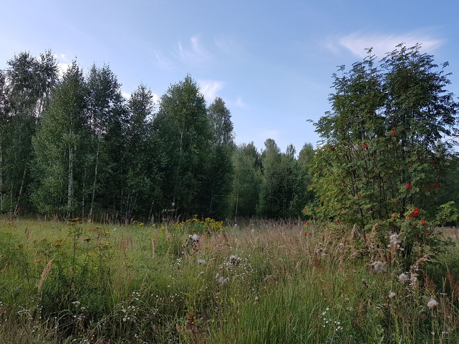 Samsung Galaxy S7 sample photo. Forest, nature, landscape photography