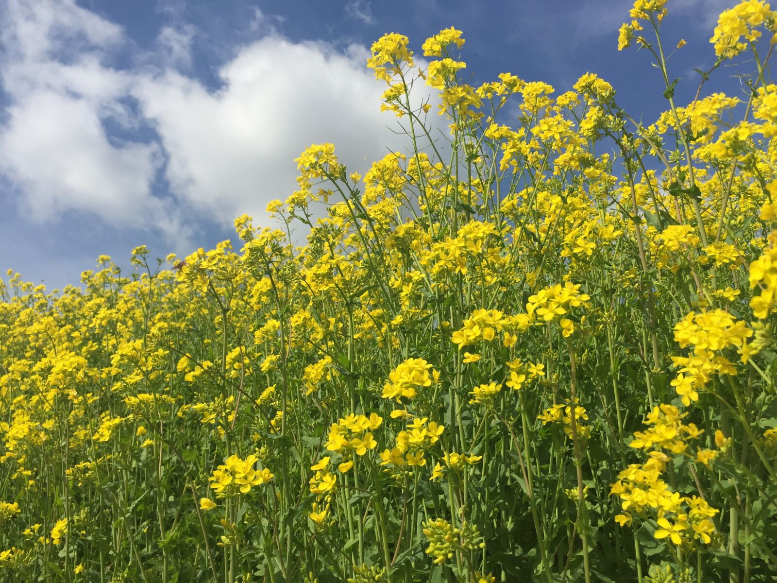 Apple iPhone 6 sample photo. Flax, yellow, nature photography