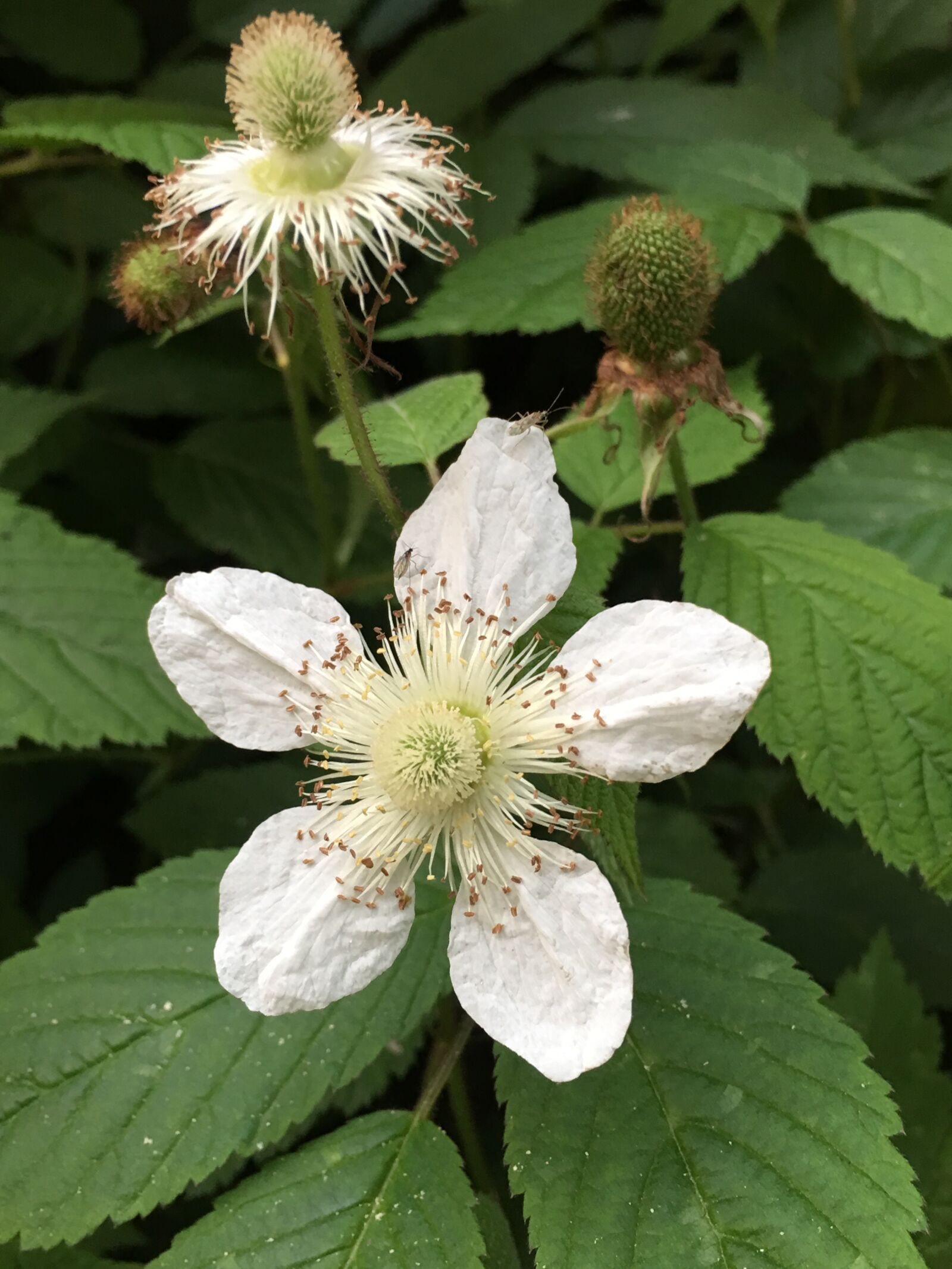 iPhone 6s Plus back camera 4.15mm f/2.2 sample photo. Little flower, natural, sunshine photography