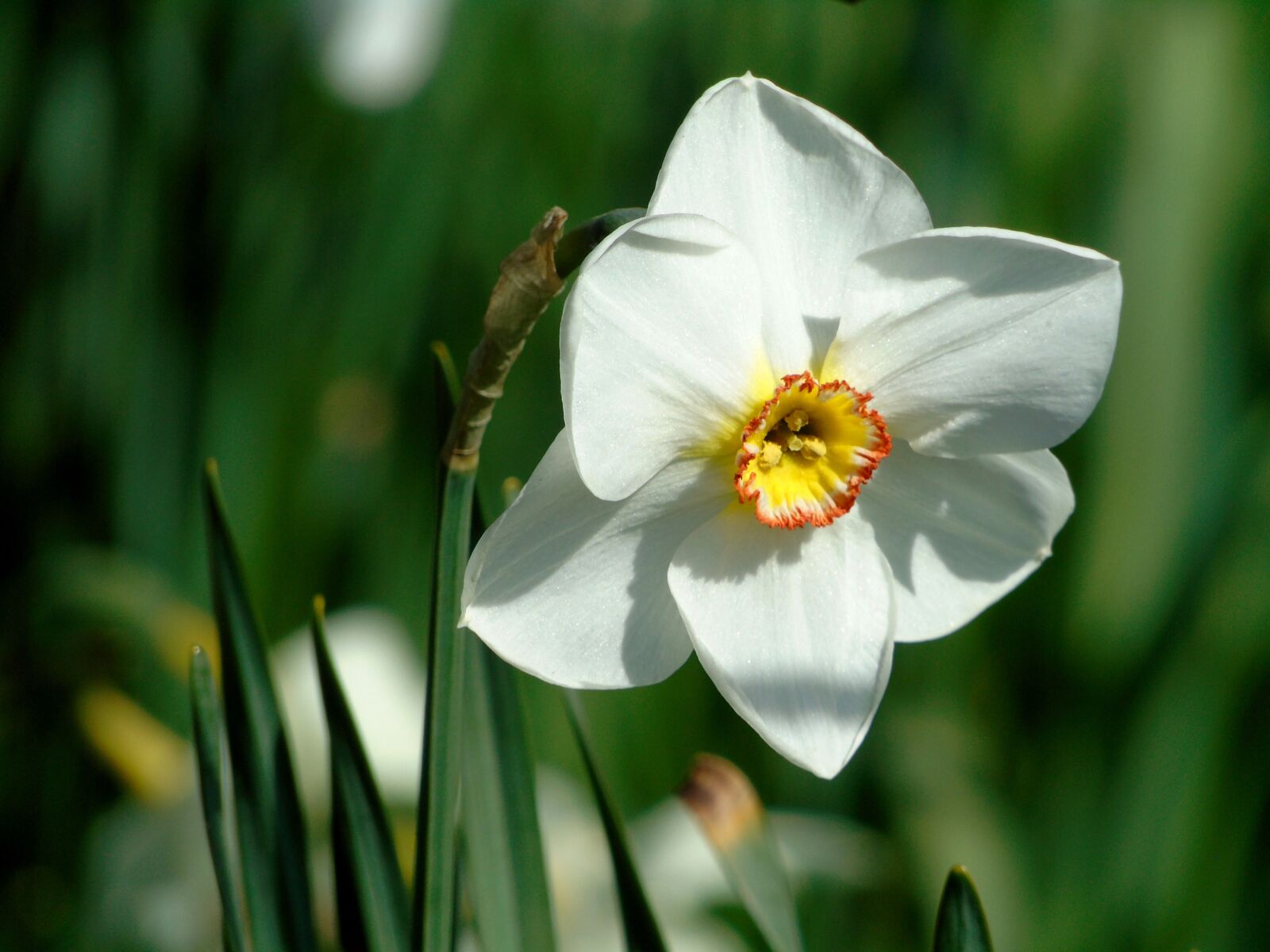 Sony Cyber-shot DSC-H400 sample photo. Daffodils, flowers, narcissus photography