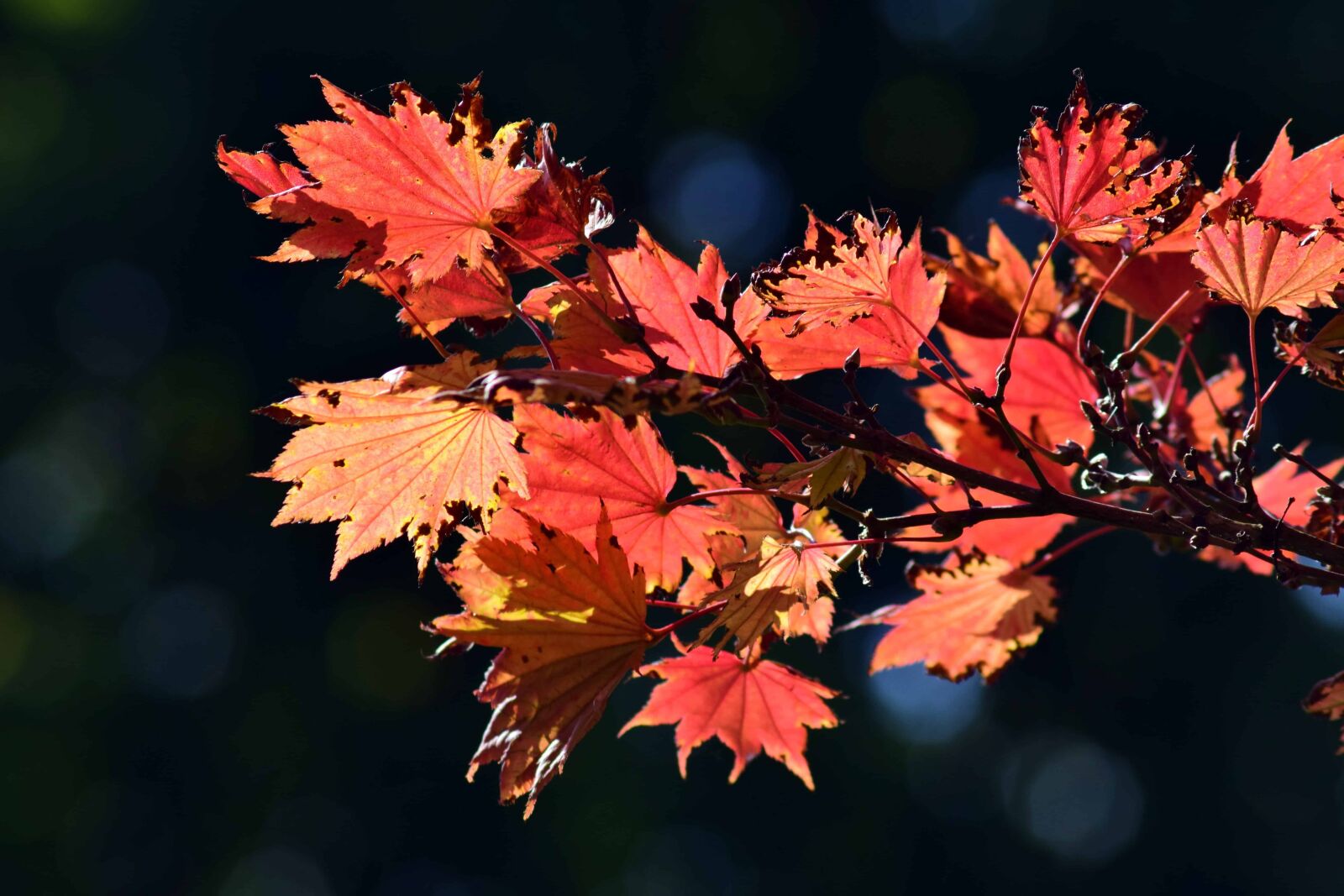 Nikon D3300 sample photo. Leaf, flora, nature, autumn photography
