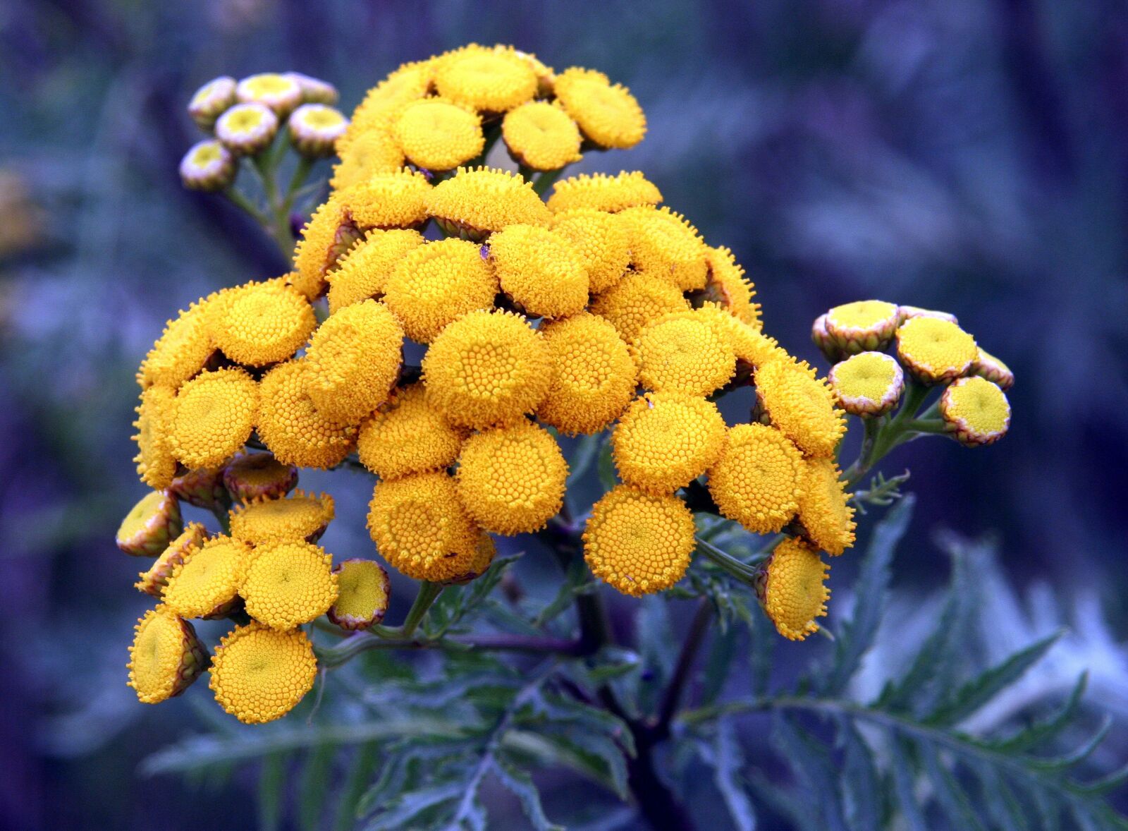 Canon EOS 350D (EOS Digital Rebel XT / EOS Kiss Digital N) sample photo. Flowers, yellow, tanésie photography