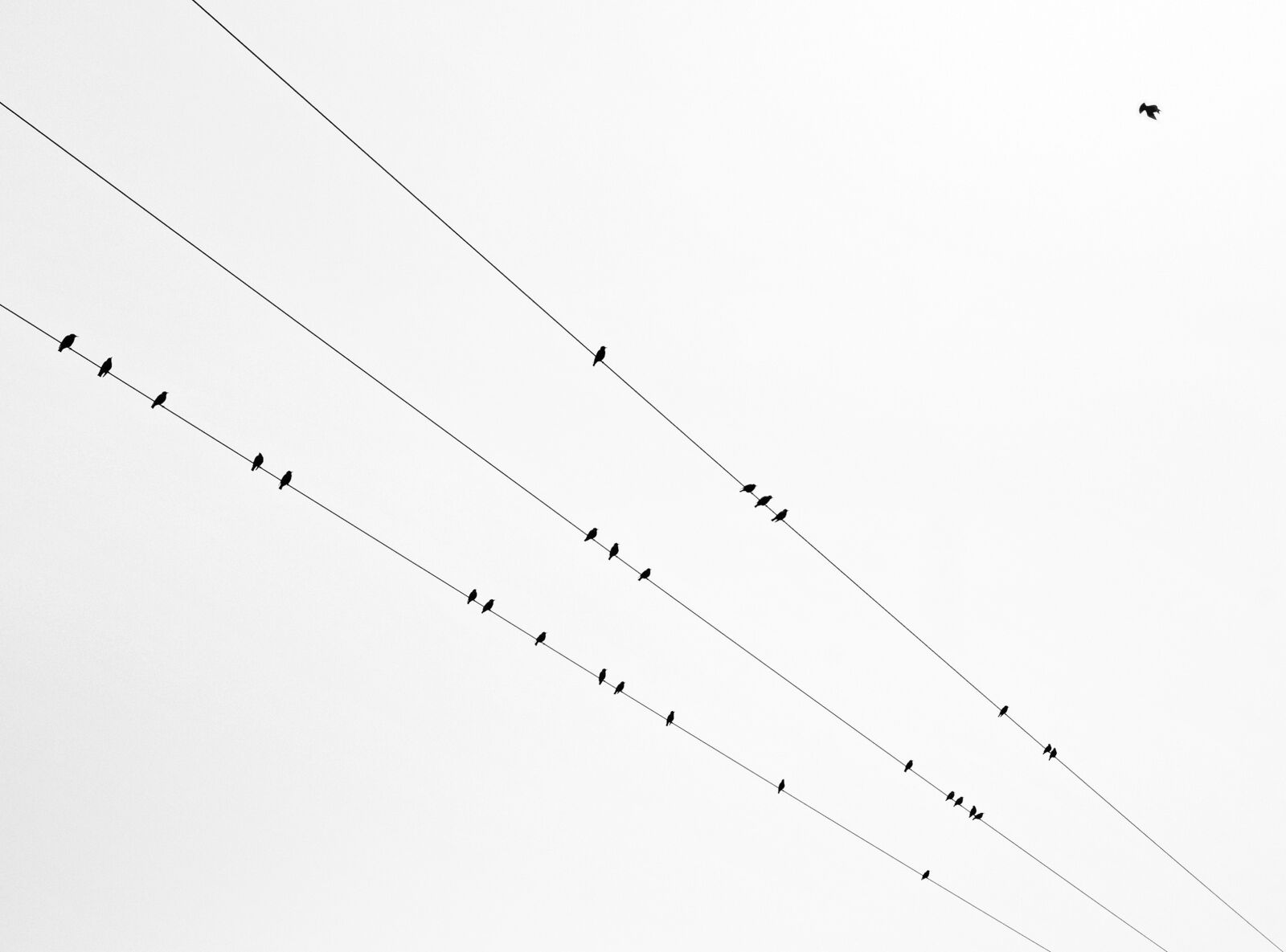 Nikon D300 sample photo. Birds, line, autumn photography