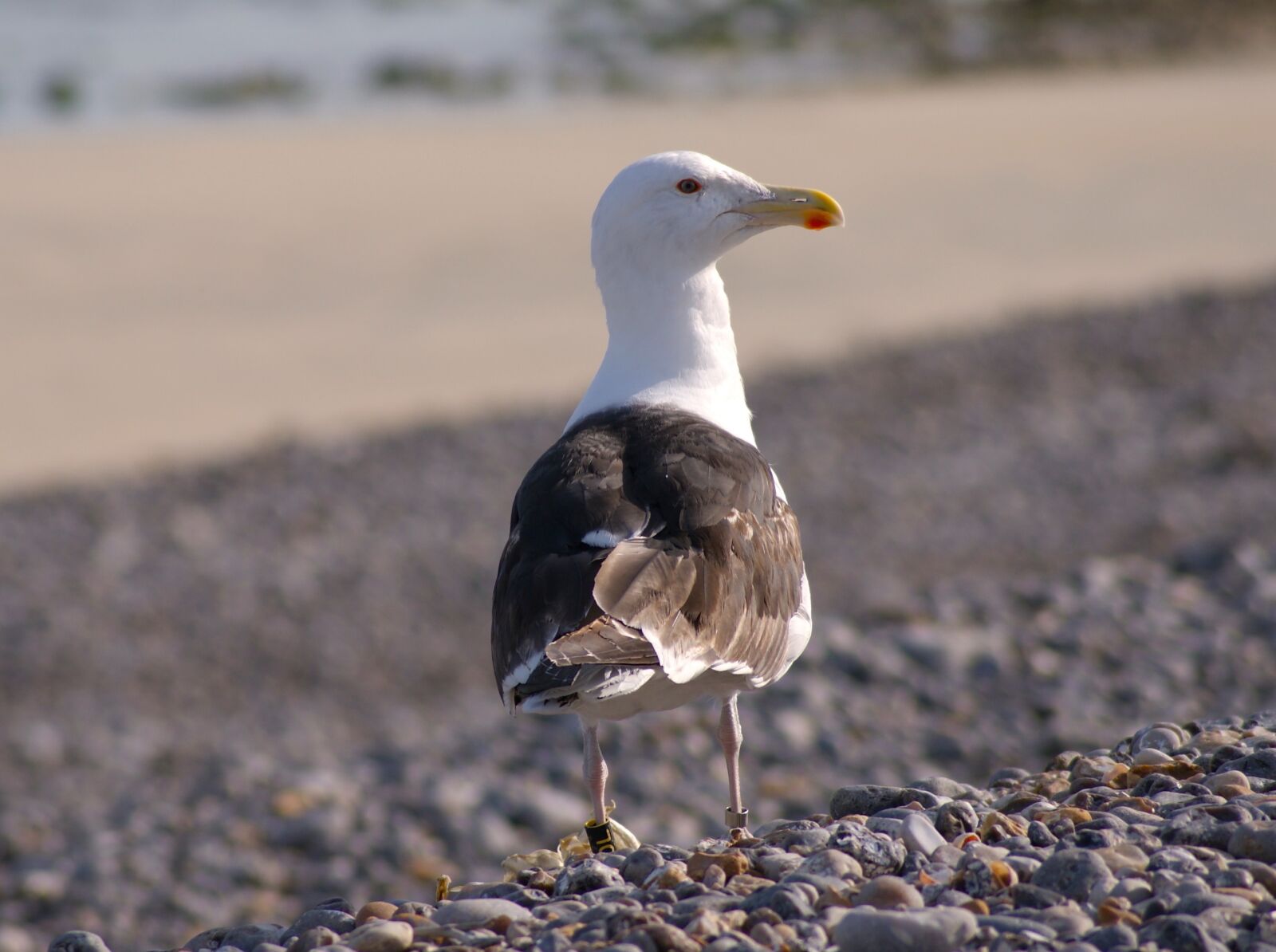 Sony Alpha DSLR-A350 sample photo. Bird, seagull, sea photography