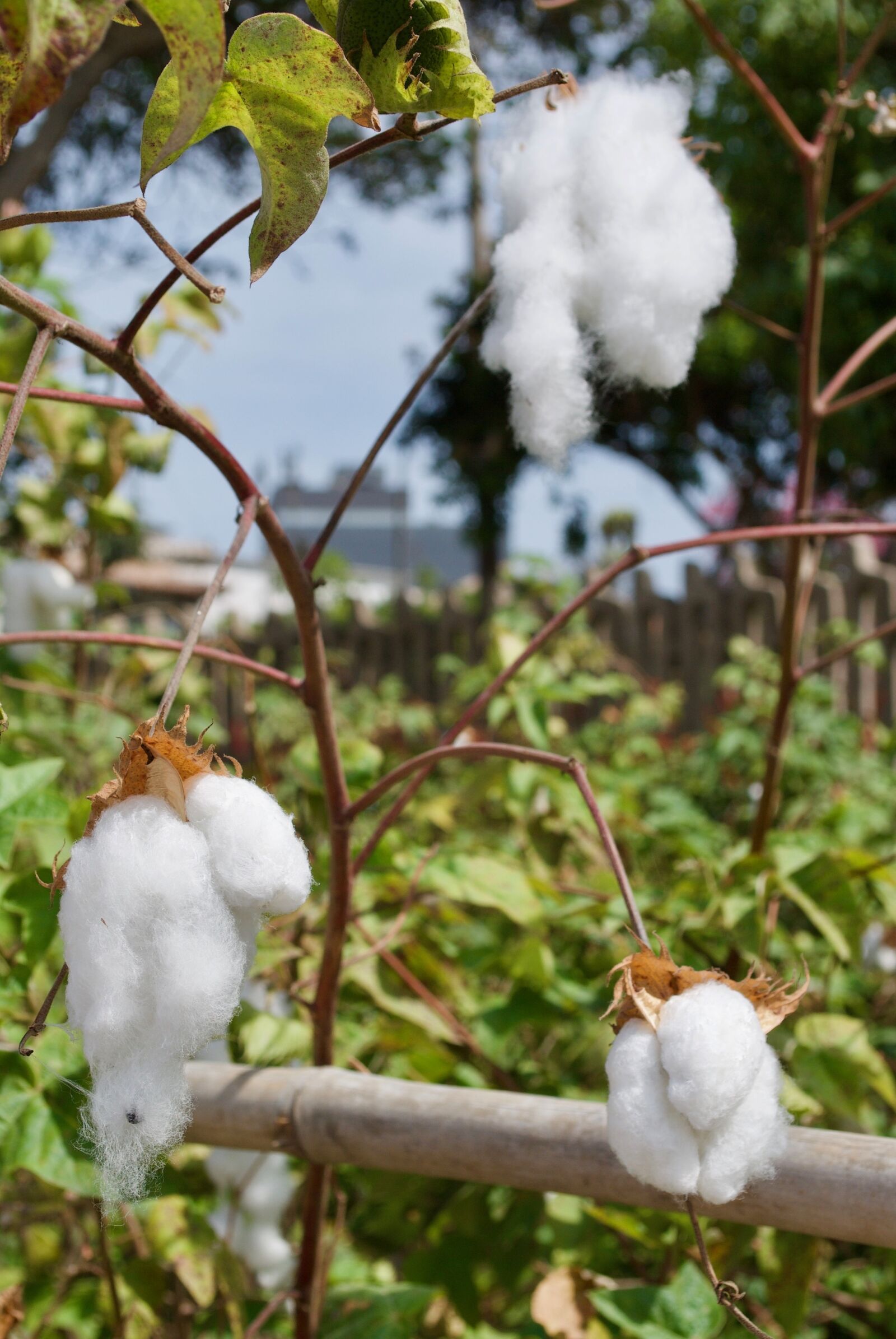 Nikon D3000 sample photo. Cotton, lima, peru photography