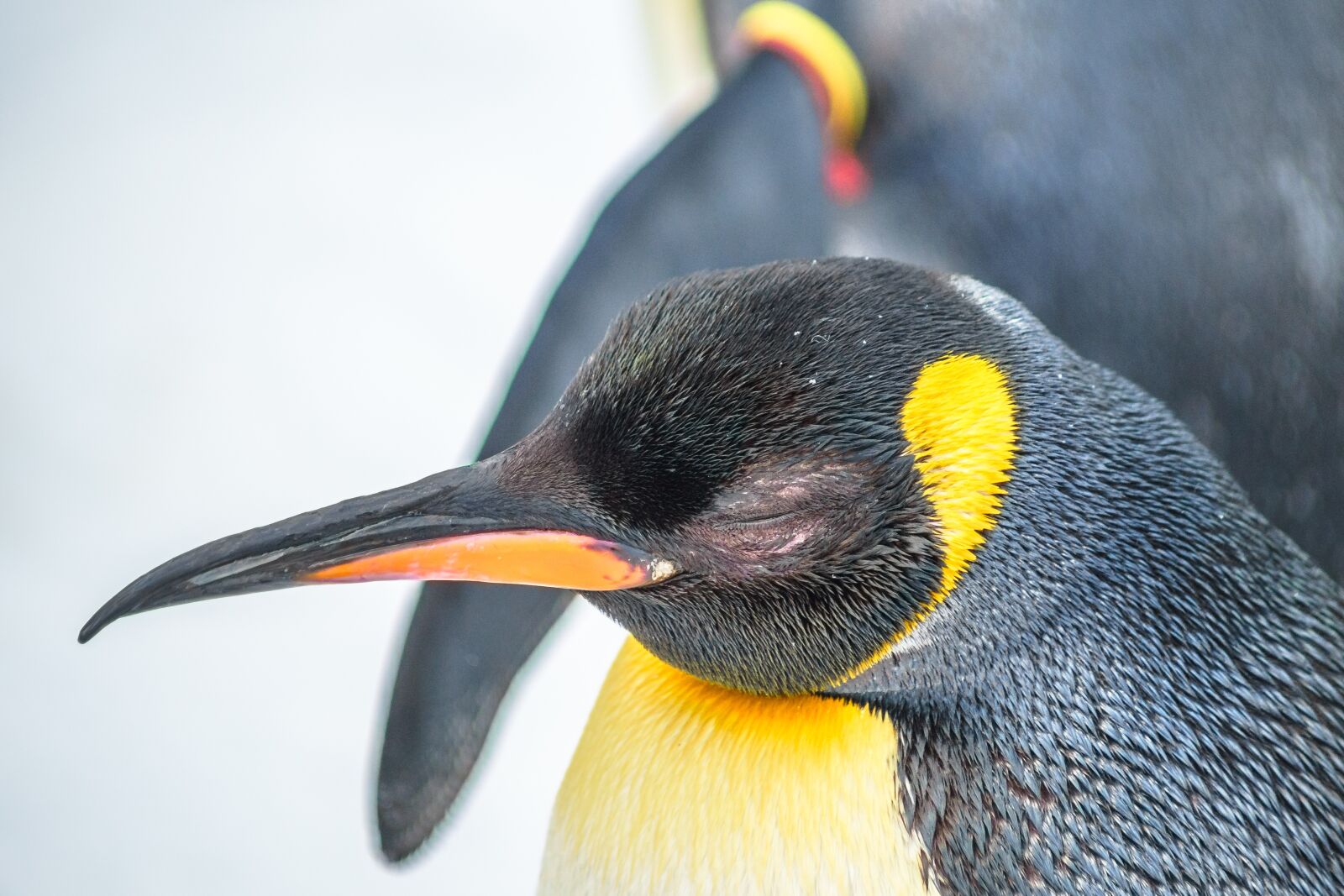 Sony DT 50mm F1.8 SAM sample photo. Zoo, penguin, animal photography
