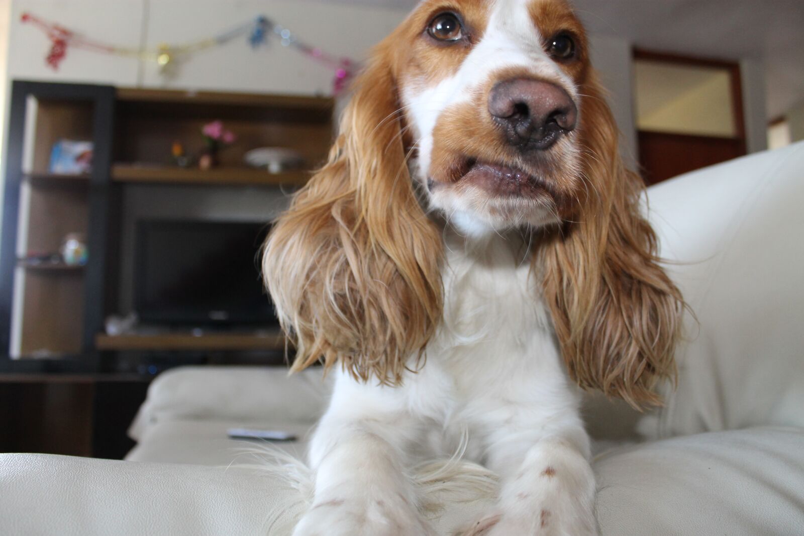 Canon EOS 1100D (EOS Rebel T3 / EOS Kiss X50) sample photo. Dog, house, home photography