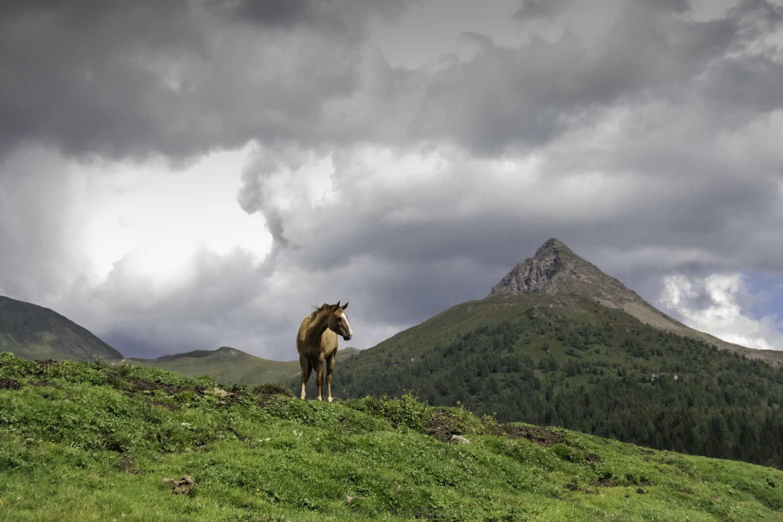 Canon EOS 80D sample photo. Mountain, horse, nature photography