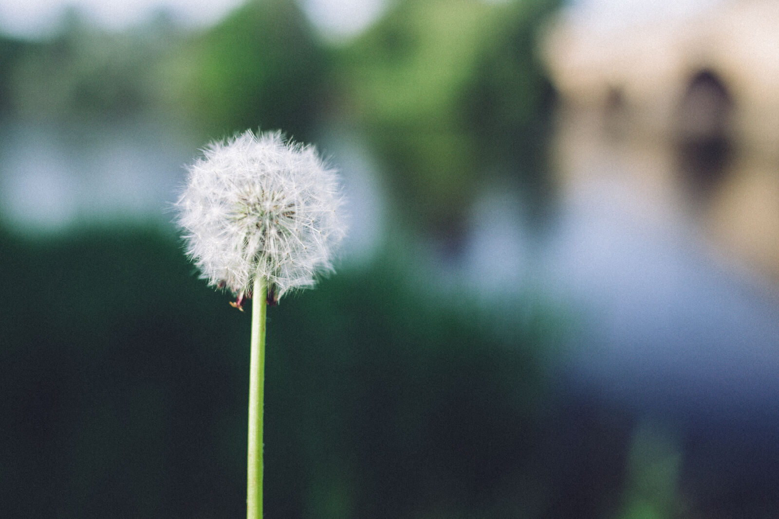 Canon EOS 6D + Sigma 35mm F1.4 DG HSM Art sample photo. Photo, of, dandelion, at photography