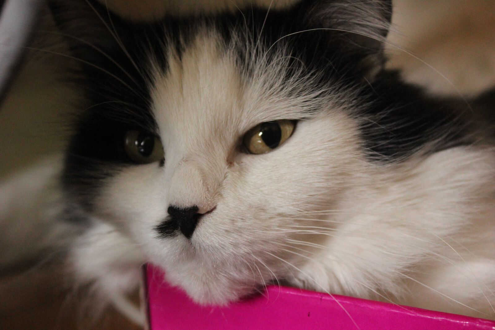 Canon EOS 600D (Rebel EOS T3i / EOS Kiss X5) sample photo. Cat, black and white photography