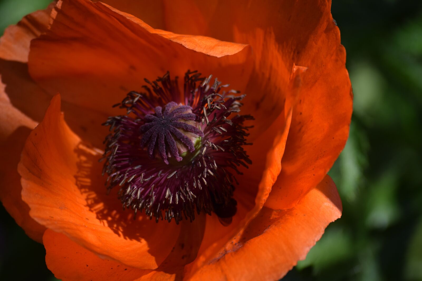 Nikon D3300 sample photo. Poppy, flower, red photography