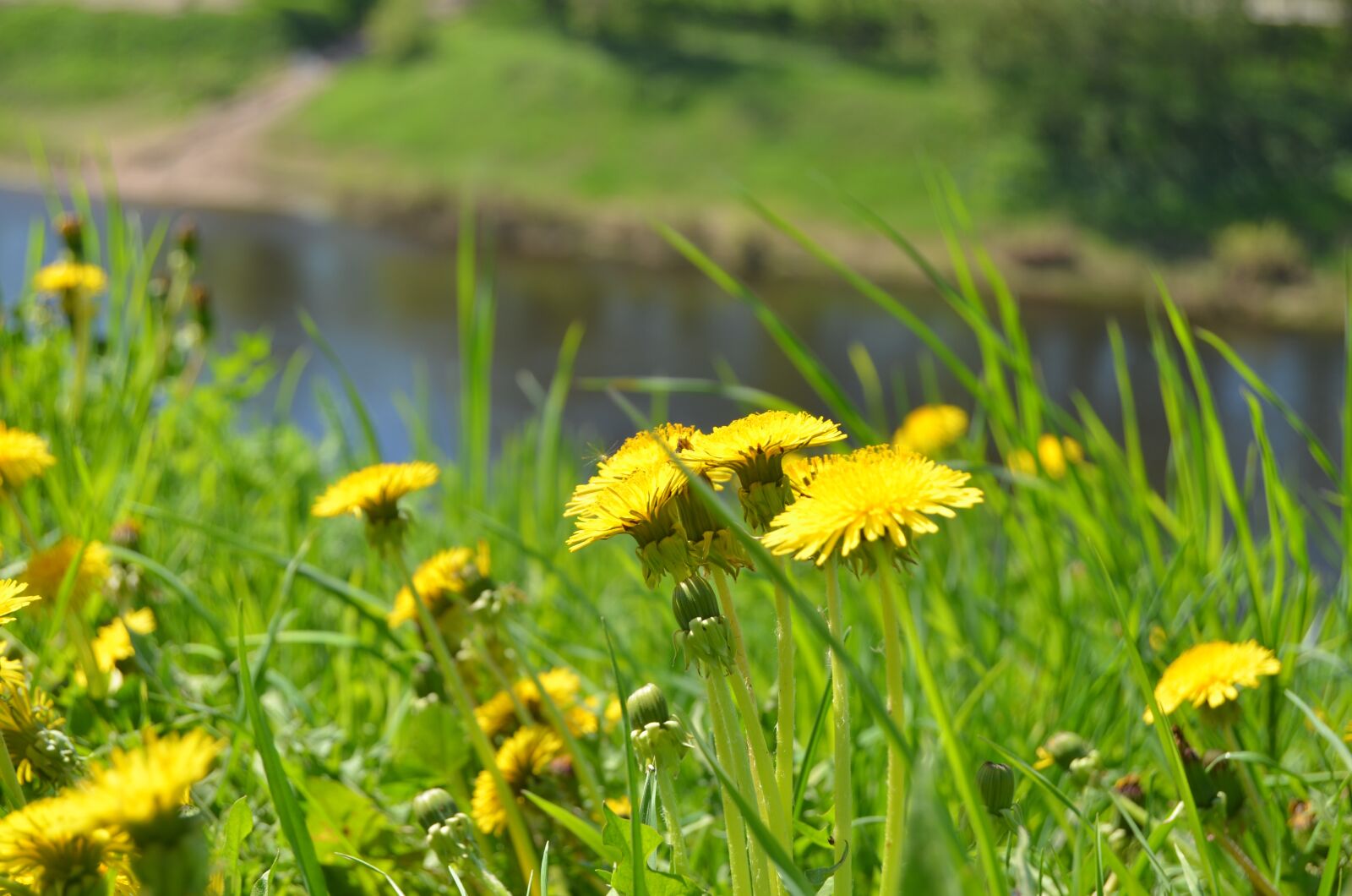 Nikon D5100 sample photo. Dandelions, spring, may photography