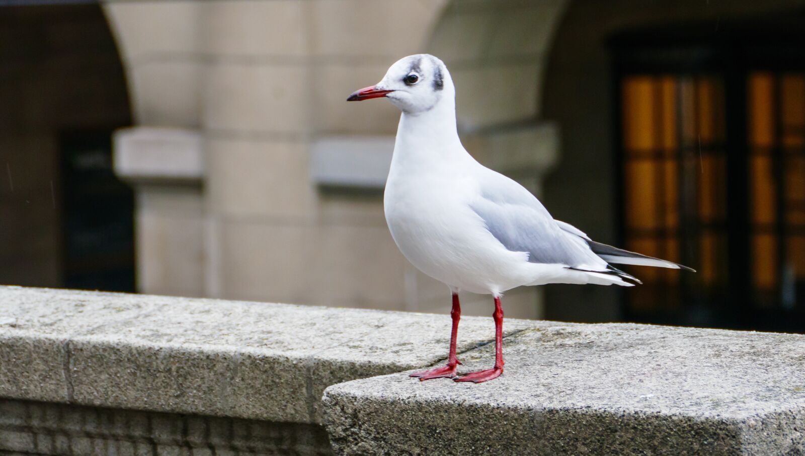 Panasonic Lumix DMC-FZ1000 sample photo. White young seagull, bird photography