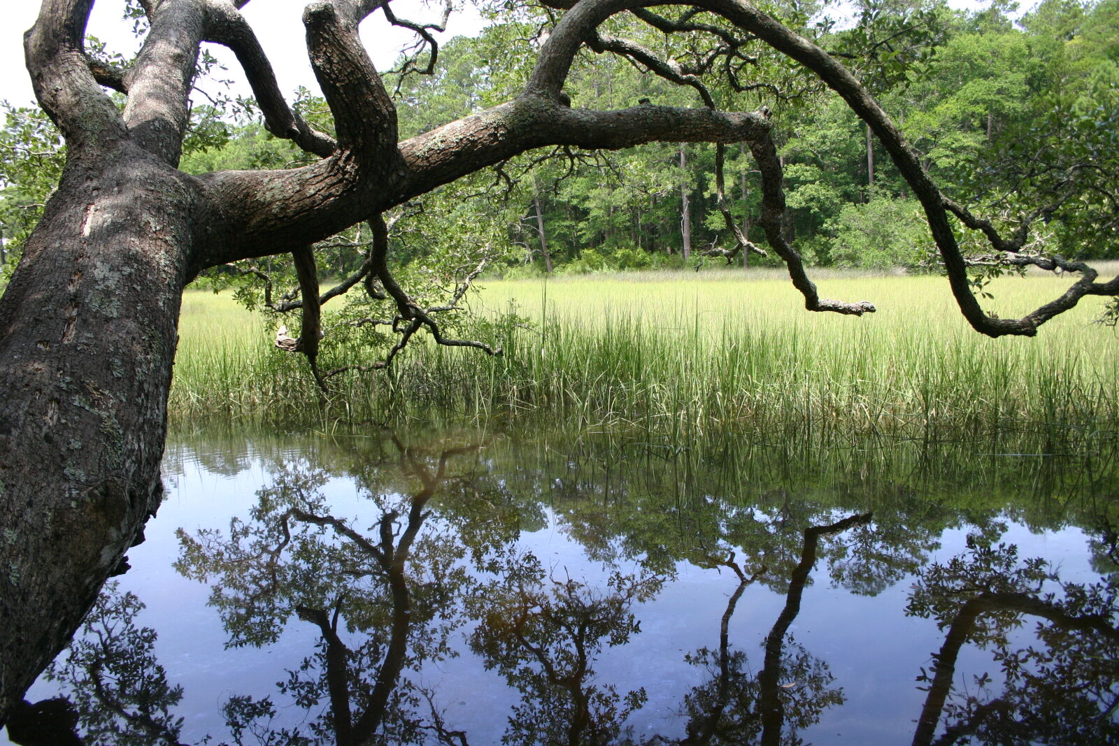 Canon EOS 300D (EOS Digital Rebel / EOS Kiss Digital) sample photo. Marsh, pond, tree, water photography