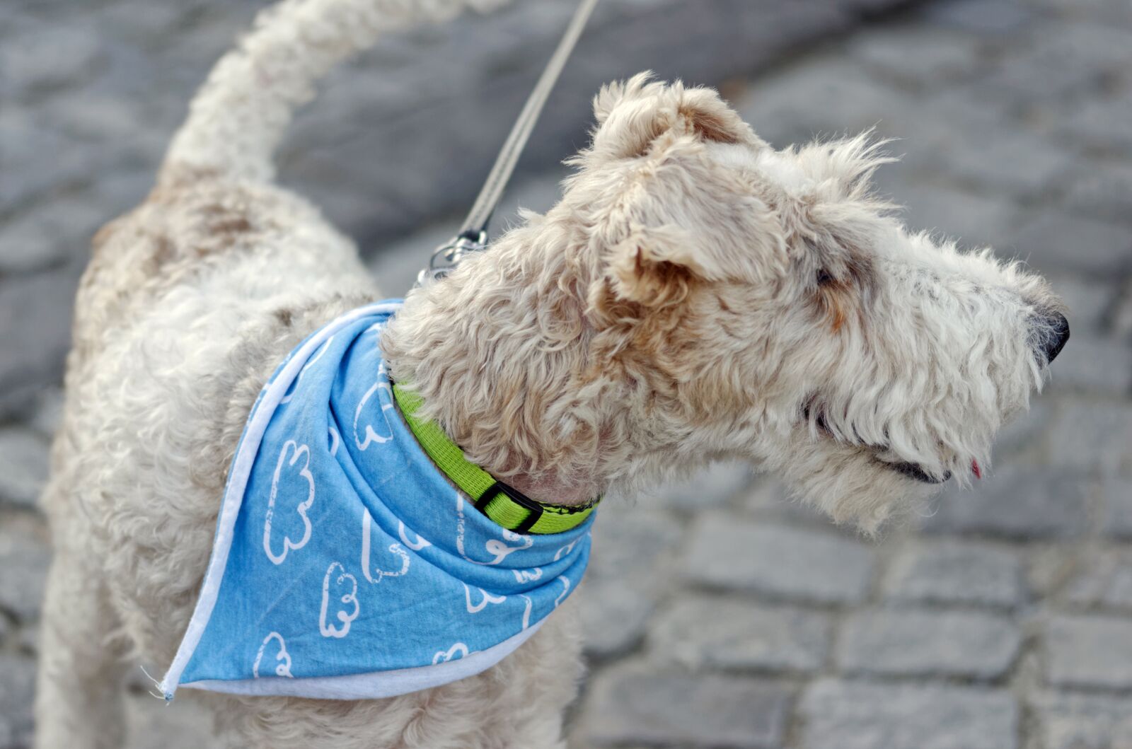 Nikon D5100 sample photo. Dog, pet, canine photography