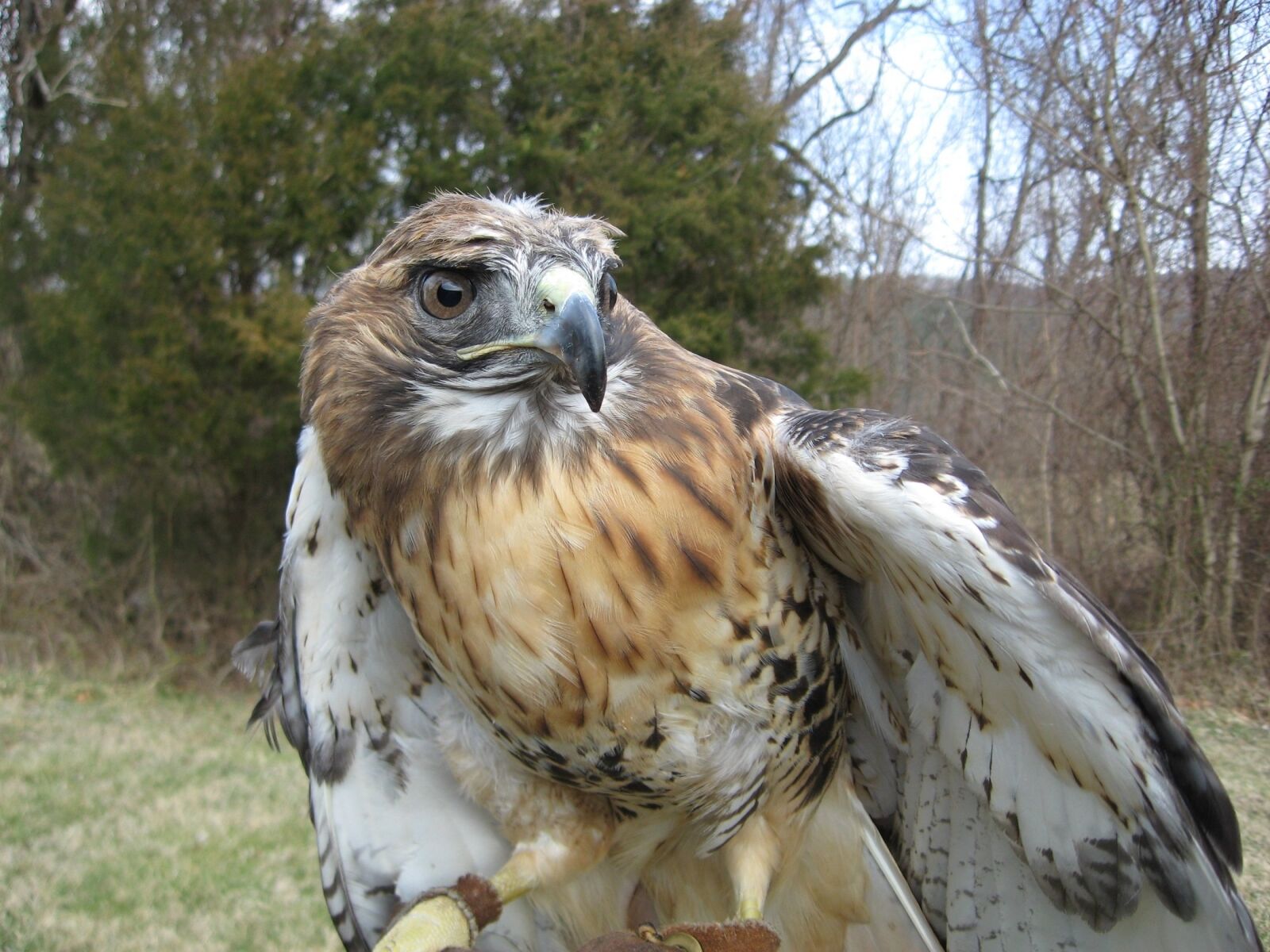 Canon POWERSHOT A560 sample photo. Red tailed hawk, bird photography