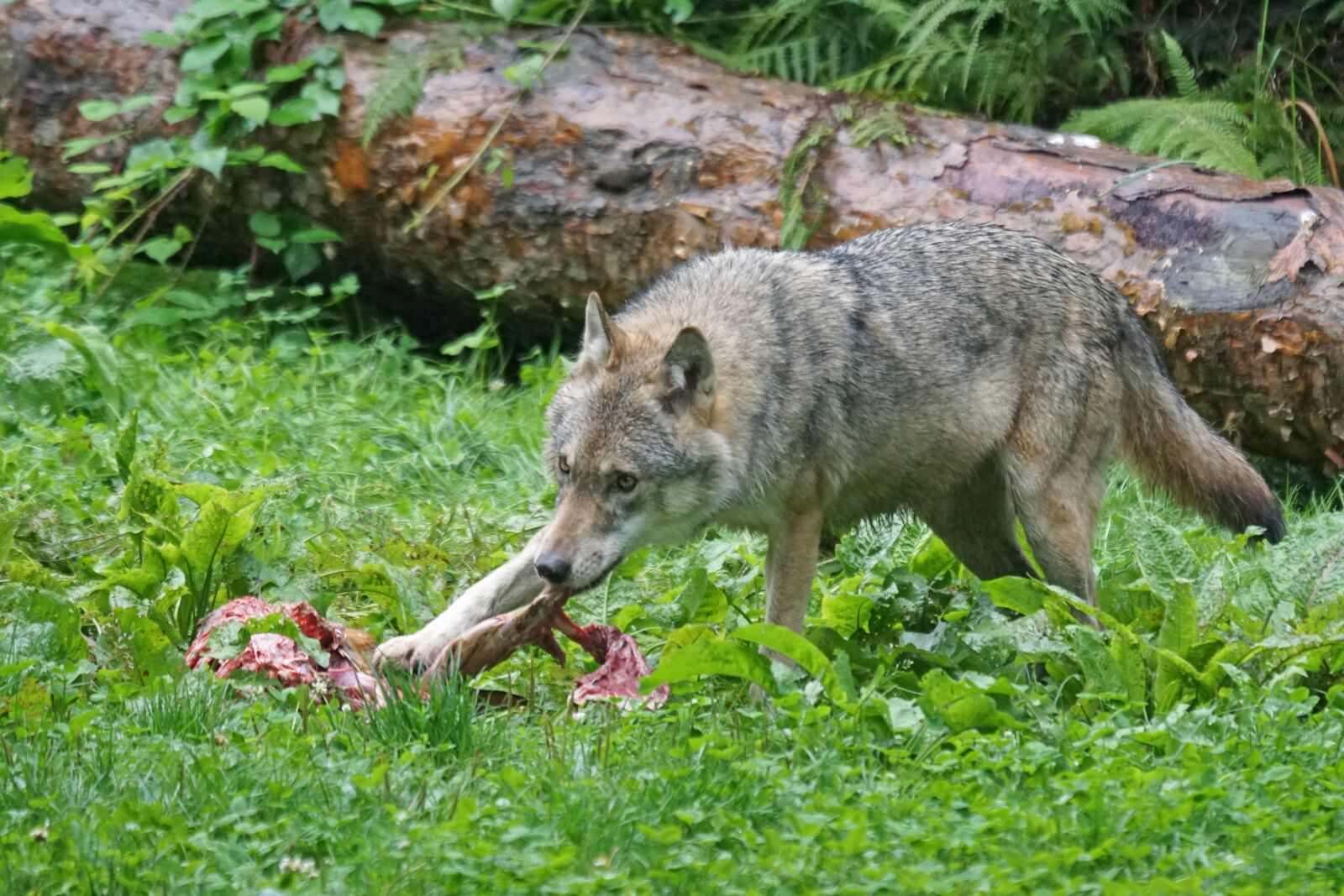 Sony ILCA-77M2 + Sony 70-400mm F4-5.6 G SSM sample photo. Wolf, predator, european wolf photography