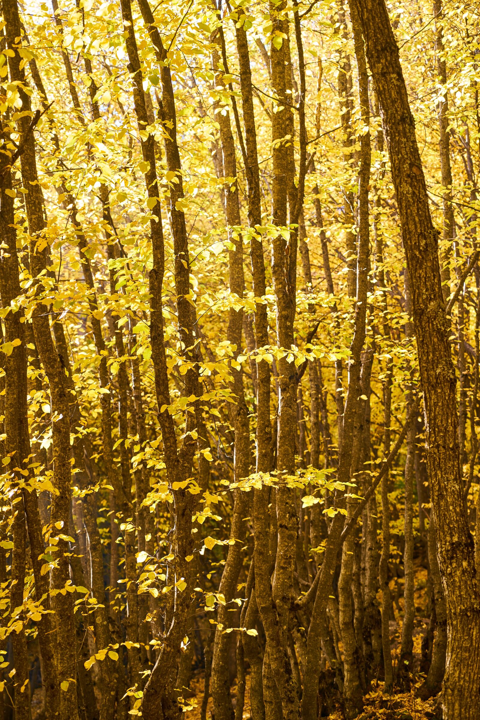 Sony a7R II sample photo. Autumn, season, landscape photography