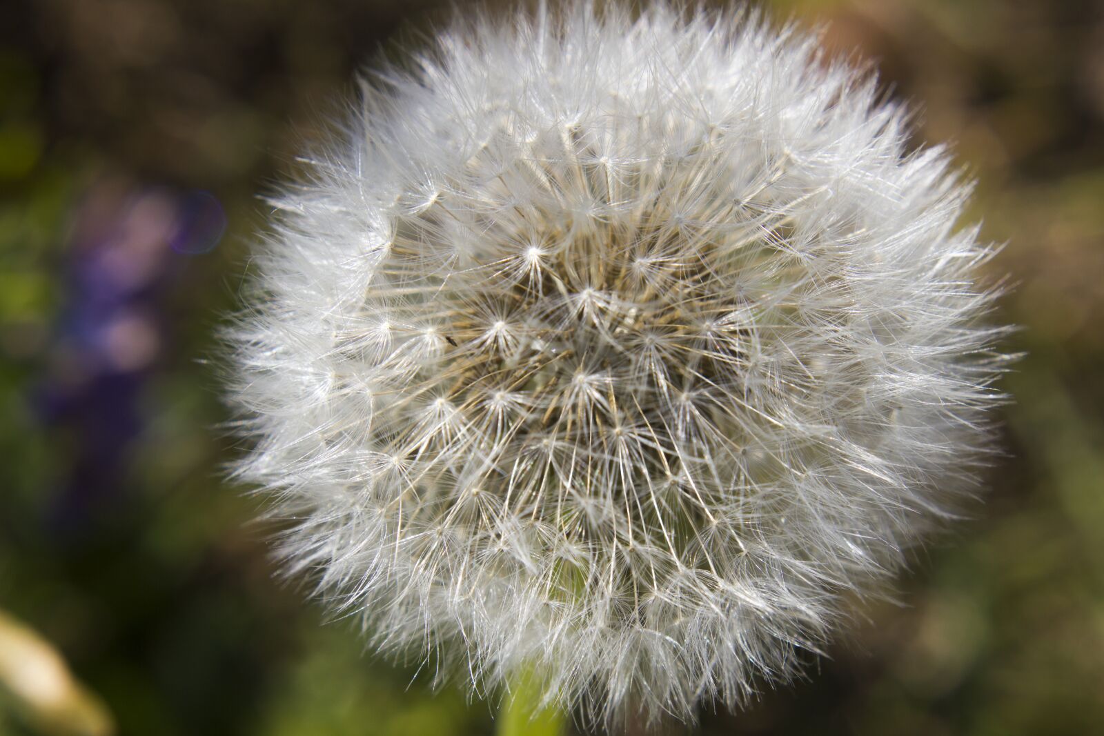 Canon EOS 550D (EOS Rebel T2i / EOS Kiss X4) sample photo. Dandelion, flower, macro photography