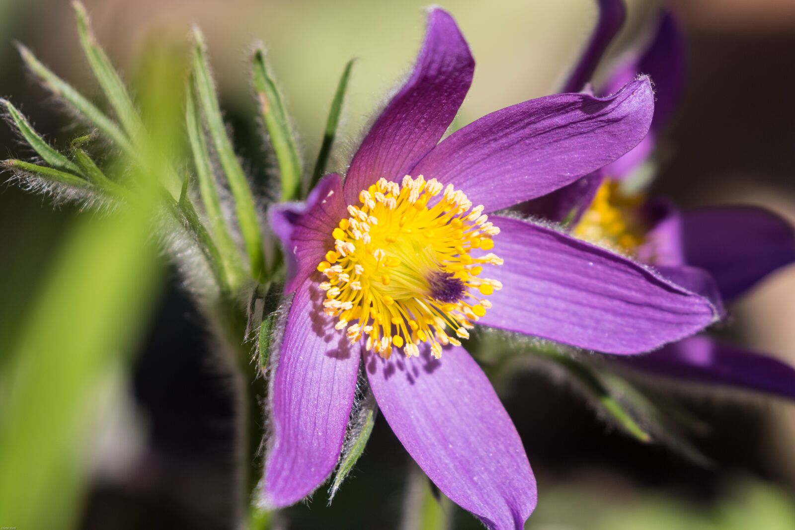 Canon EOS 7D Mark II sample photo. Pasque flower, pasqueflower, flower photography