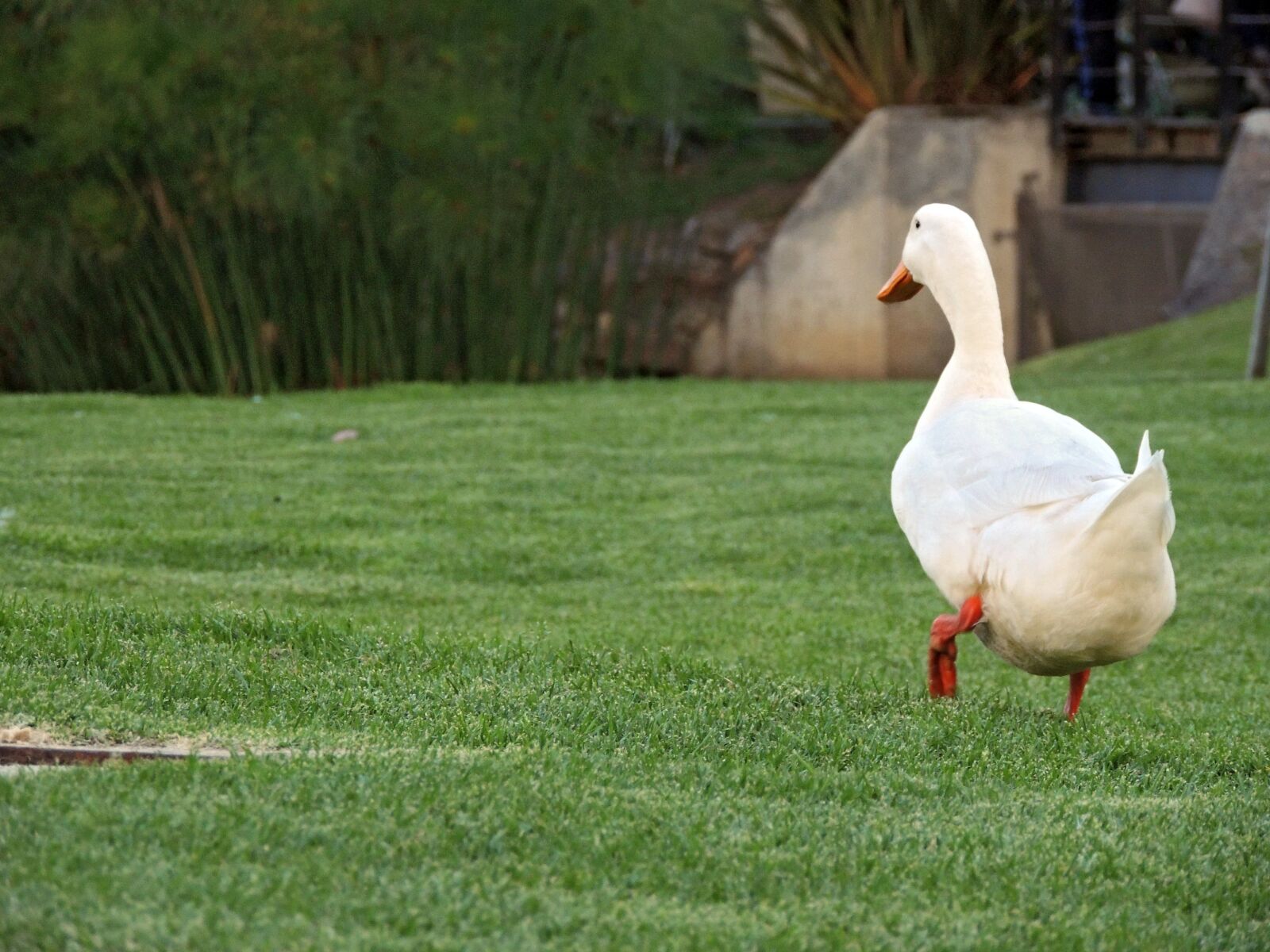 Nikon Coolpix P510 sample photo. Duck, pata, ave photography