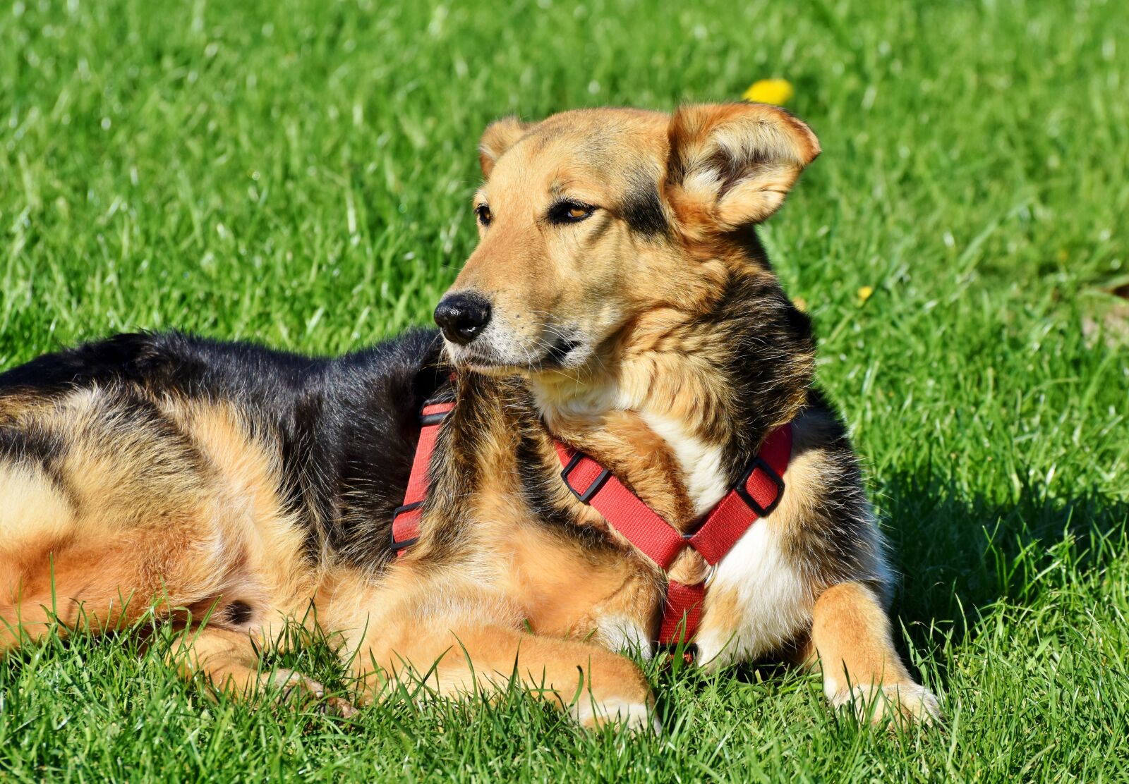 Nikon D7200 sample photo. Dog, hybrid, mixed breed photography