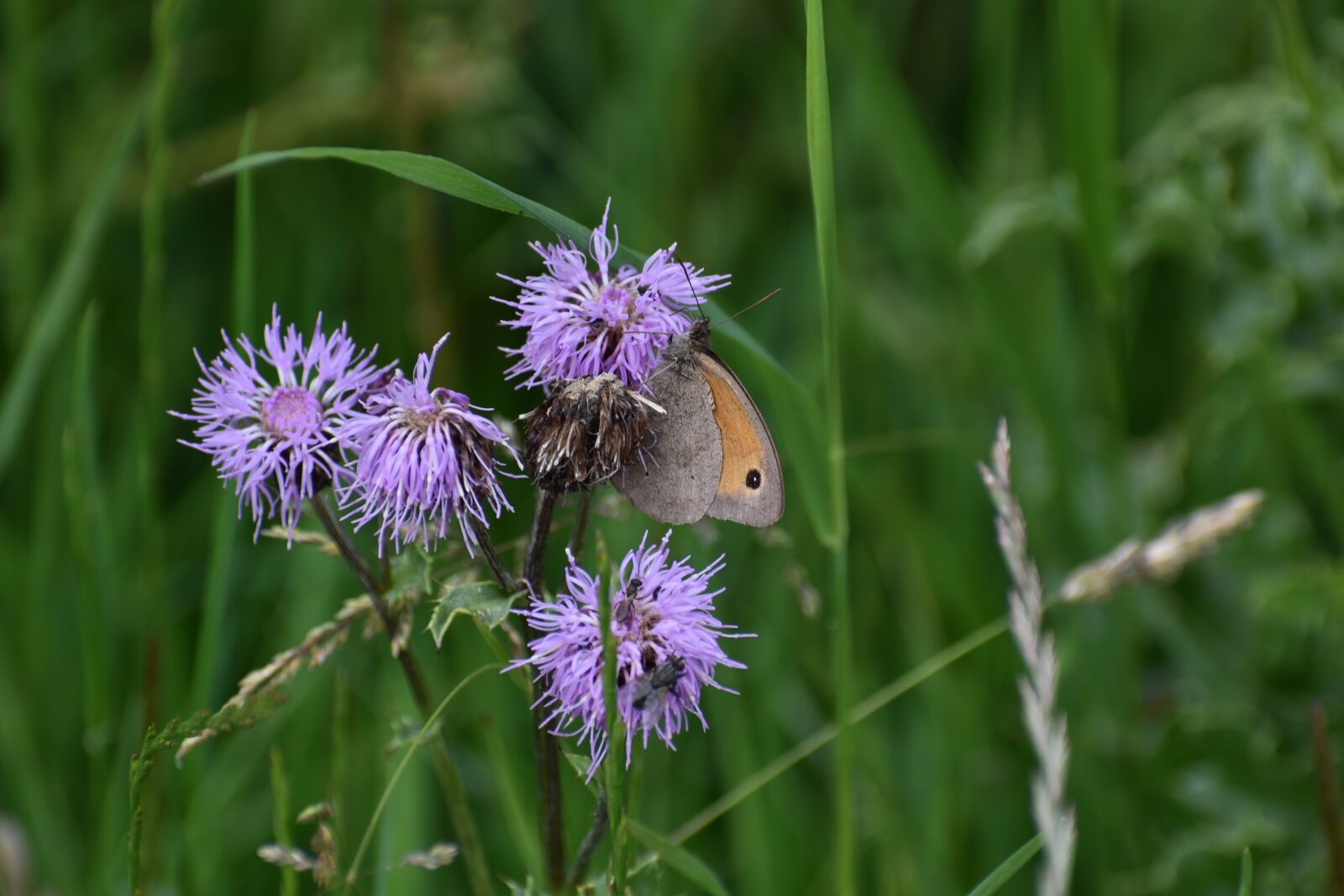 Nikon D3500 sample photo. Flower, insect, thistle photography
