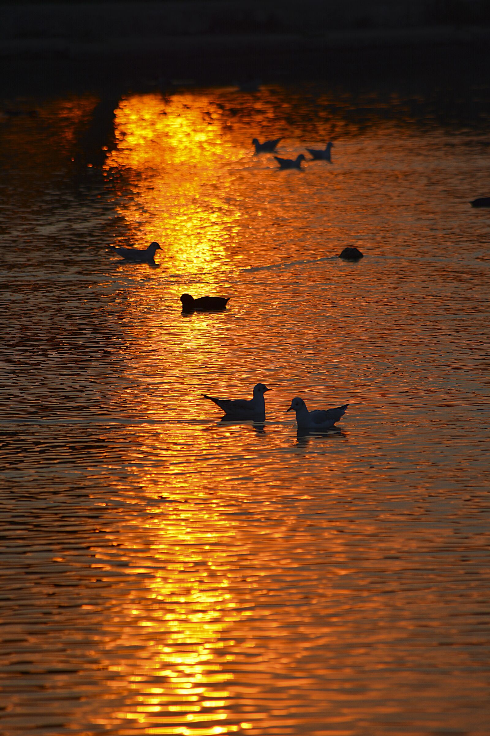 Nikon D5200 sample photo. Seagull, pair, couple photography