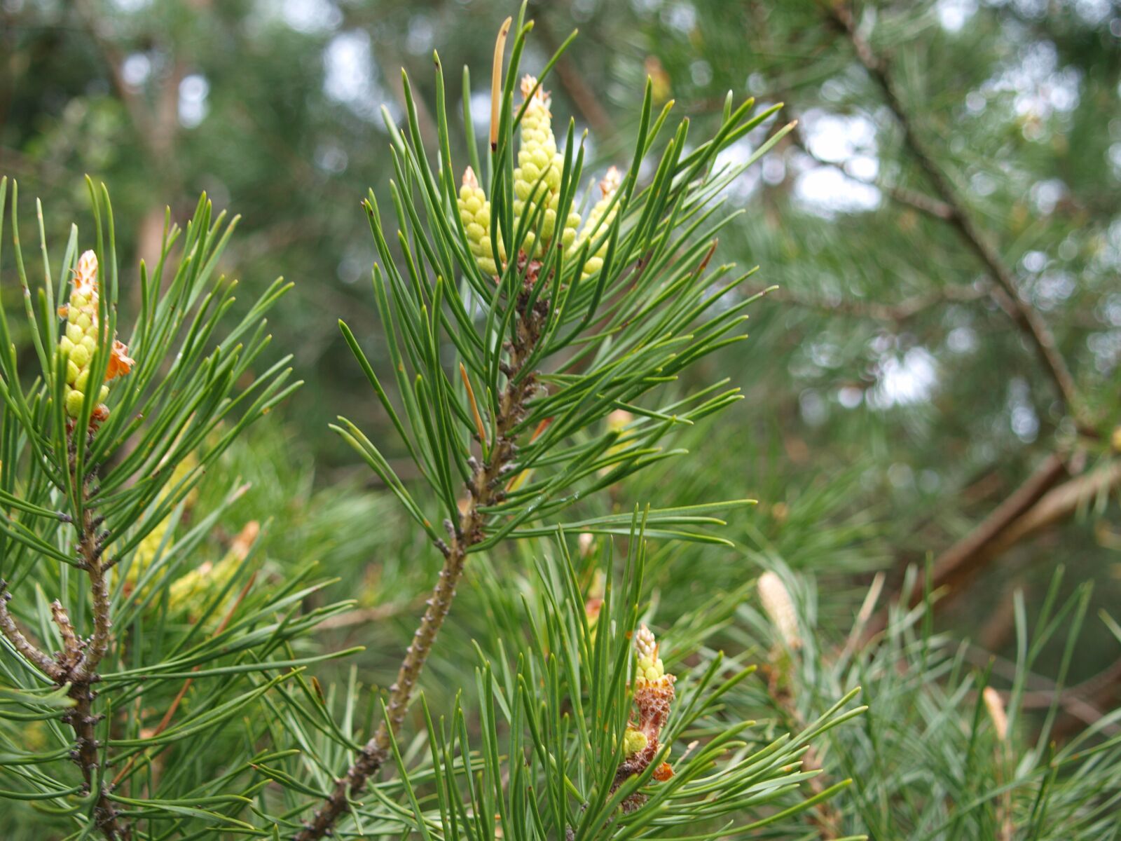 Olympus E-420 (EVOLT E-420) sample photo. Pine, shoots, spring photography