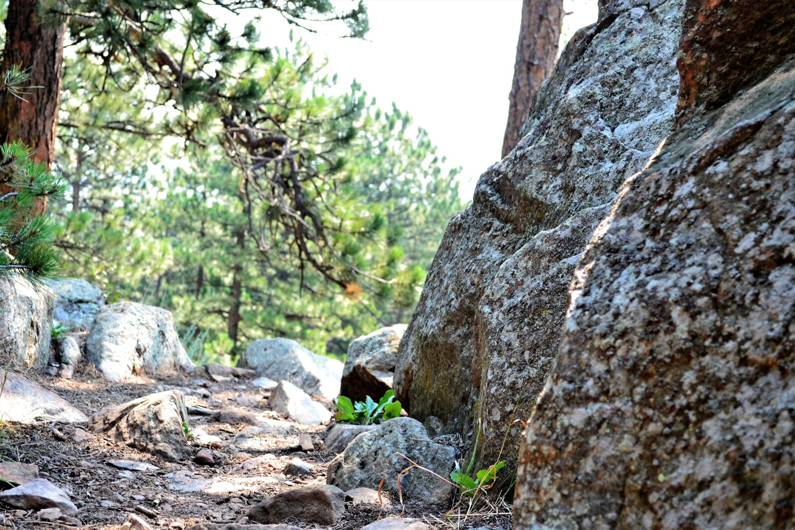 Nikon D3100 sample photo. Colorado, nature, rocky, mountains photography