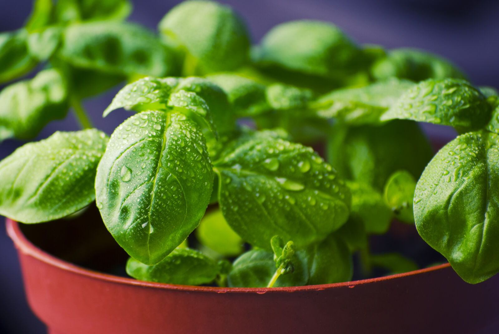 Nikon D60 sample photo. Basil, grow, herbs, plant photography
