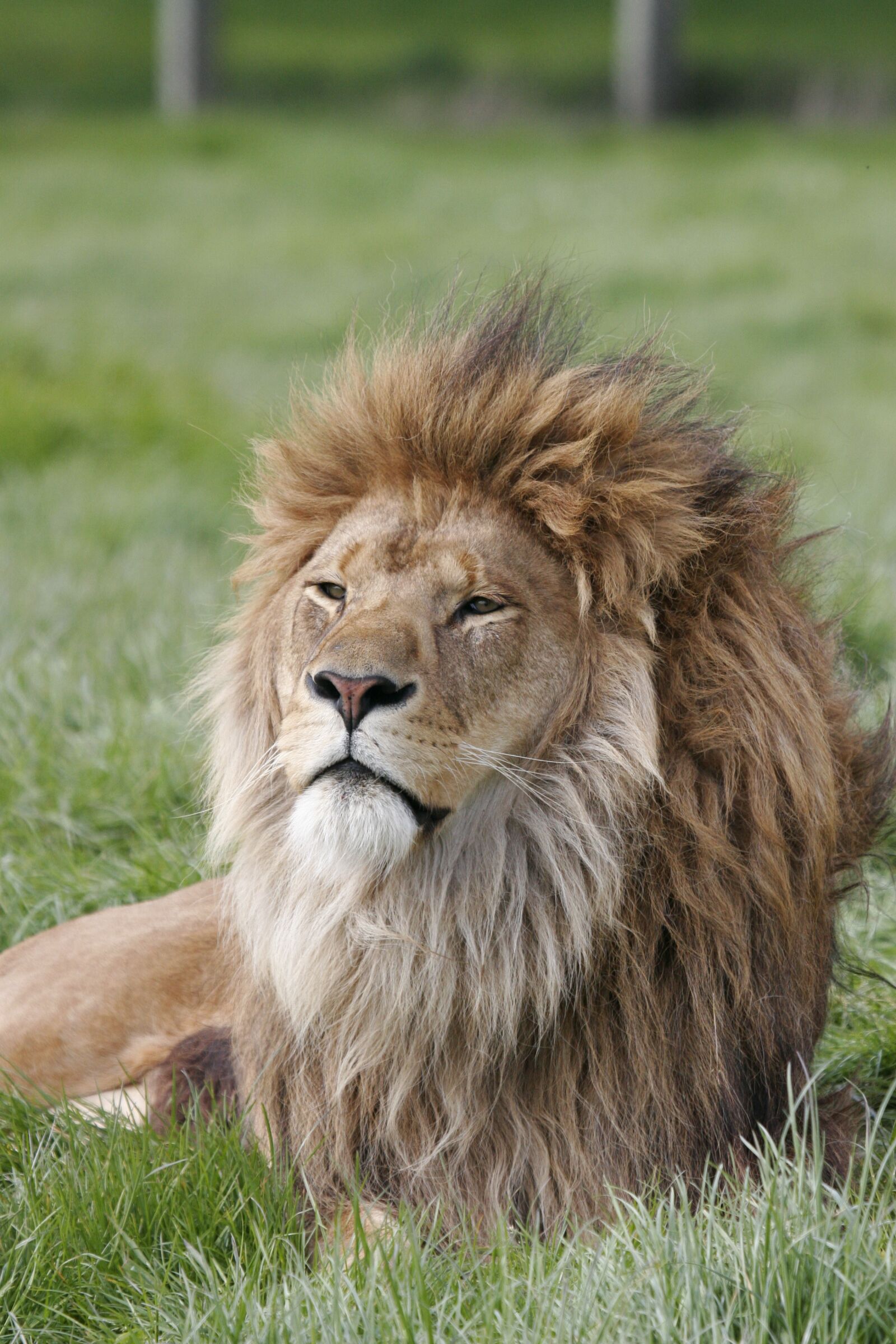 Canon EOS 20D sample photo. Lion, africa, animal photography
