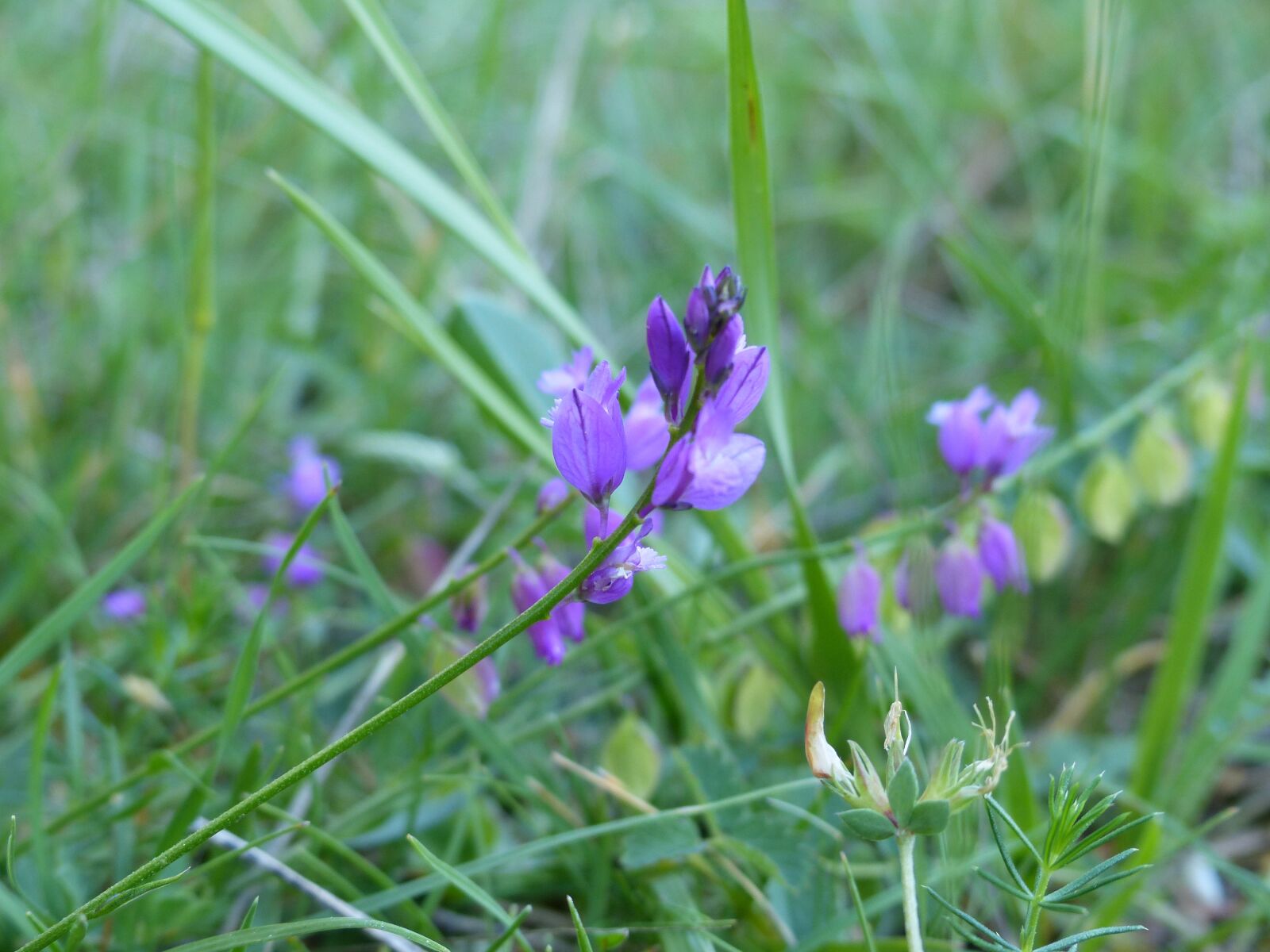 Panasonic Lumix DMC-FZ200 sample photo. Flowers, wild, spring photography